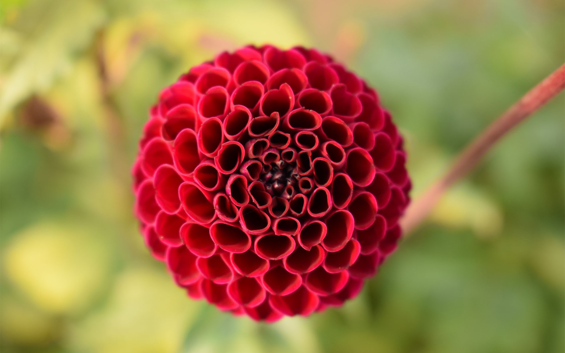 娇艳欲滴,,娇艳的大丽花