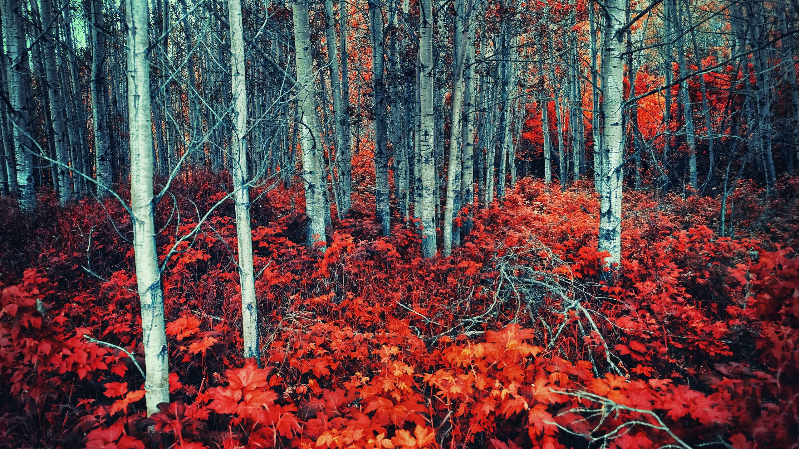 秋意正浓,灌木丛,树林,红叶