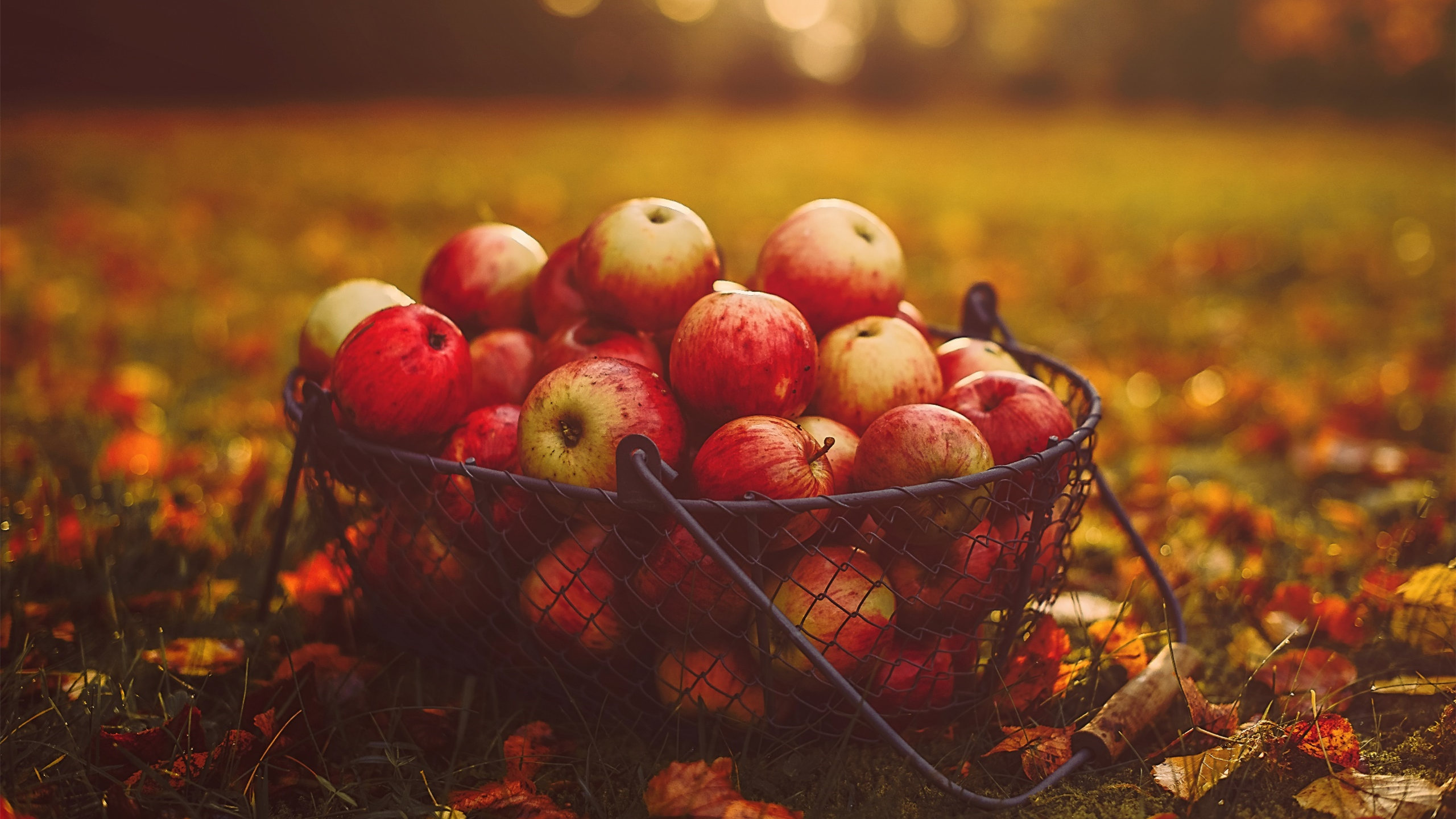 动感水果,苹果,秋天,落叶,公园