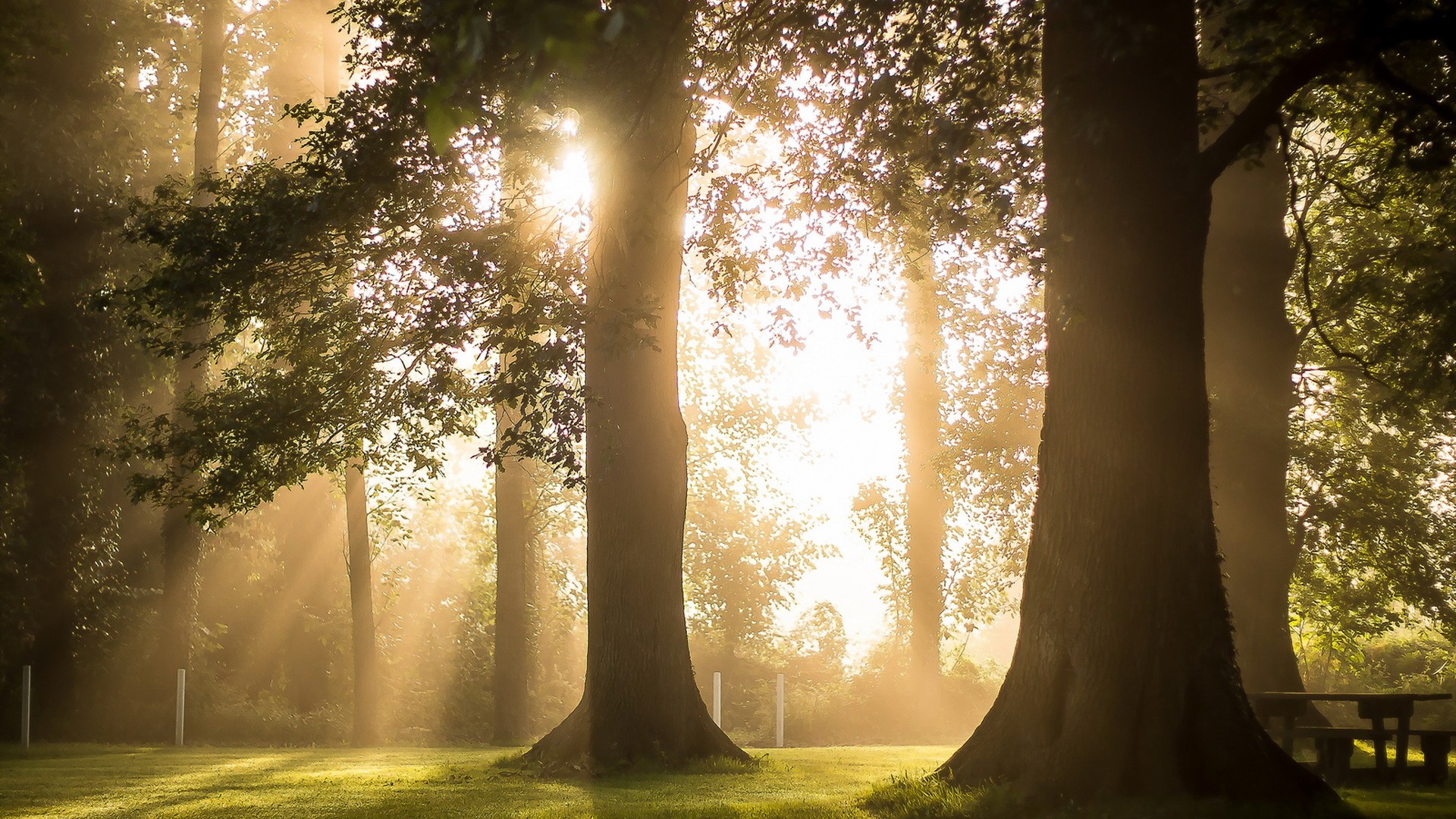 炎炎夏日,,清晨,阳光,,大树,,,