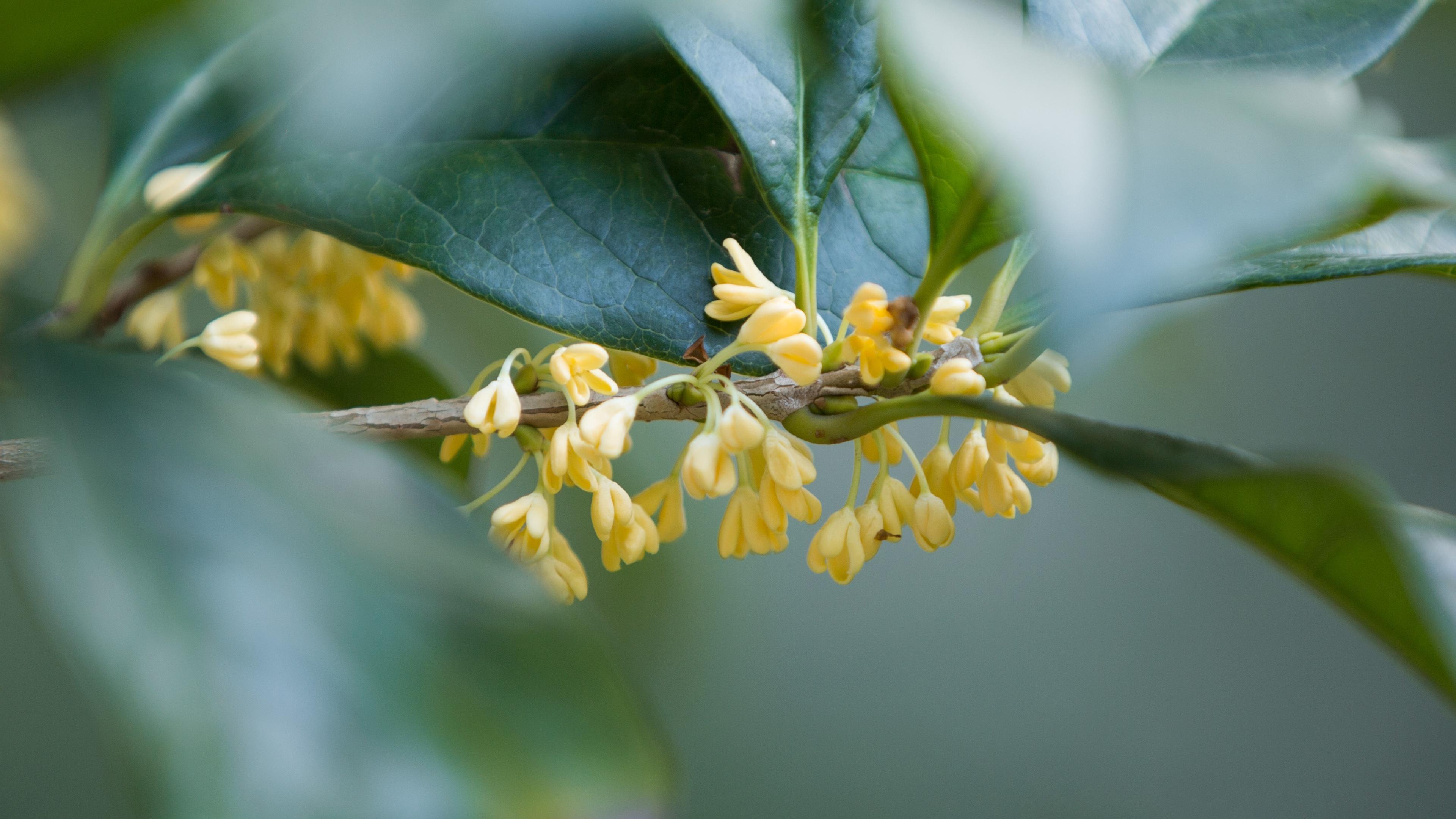 唯美桂花,,清新迷人