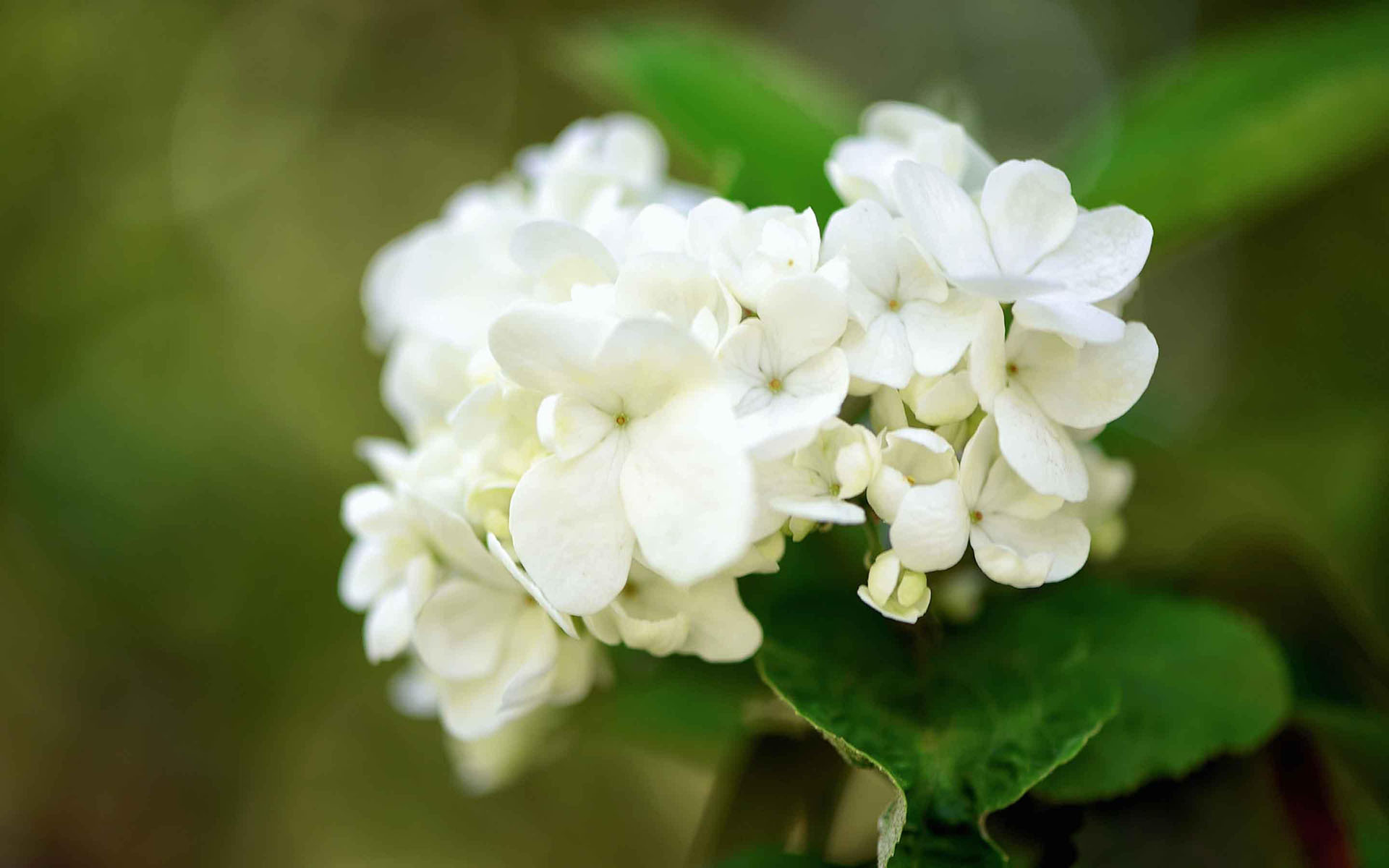 清新淡雅,,白色,琼花,,养眼