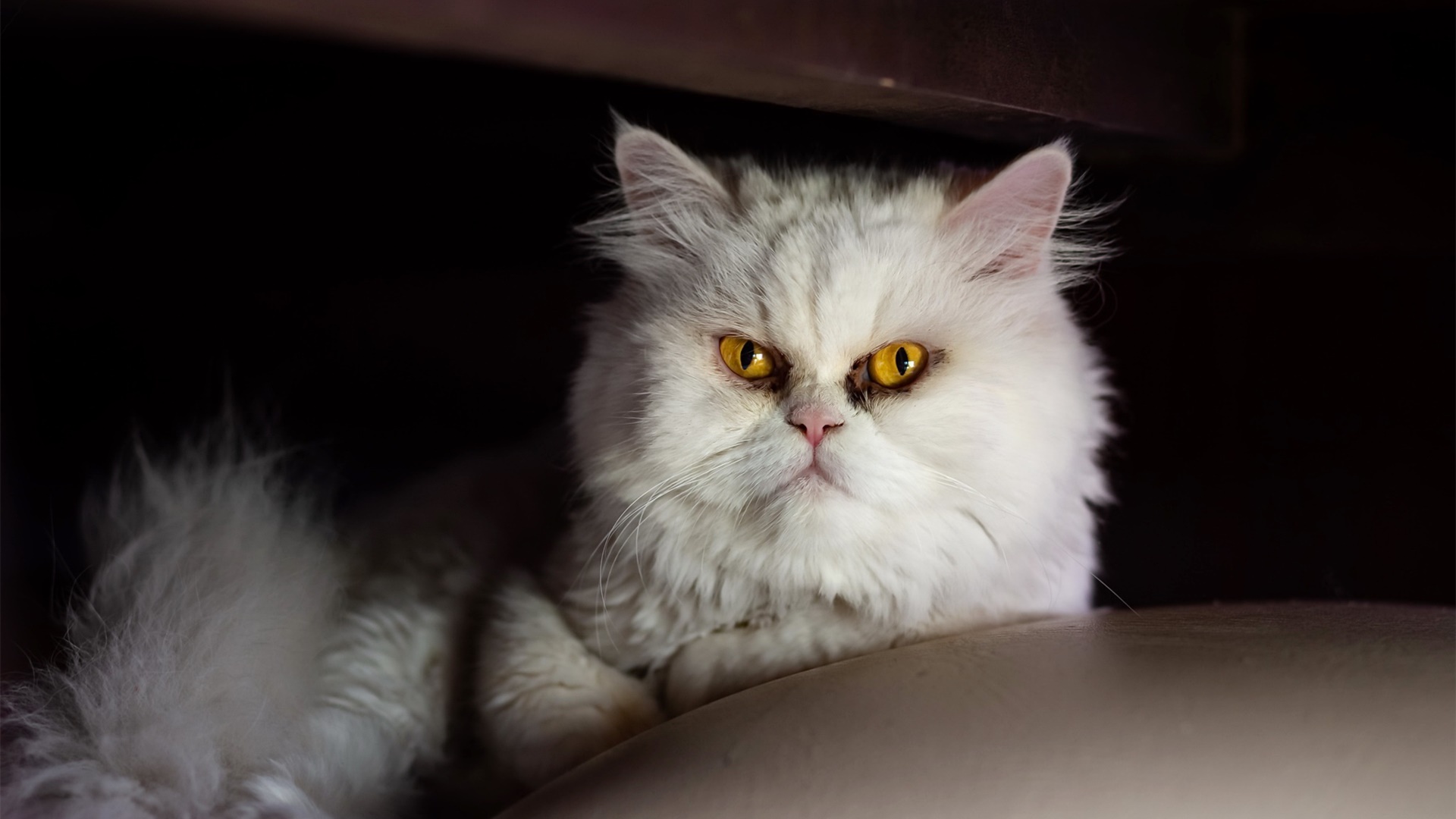 喵星人,猫咪,严肃,生气