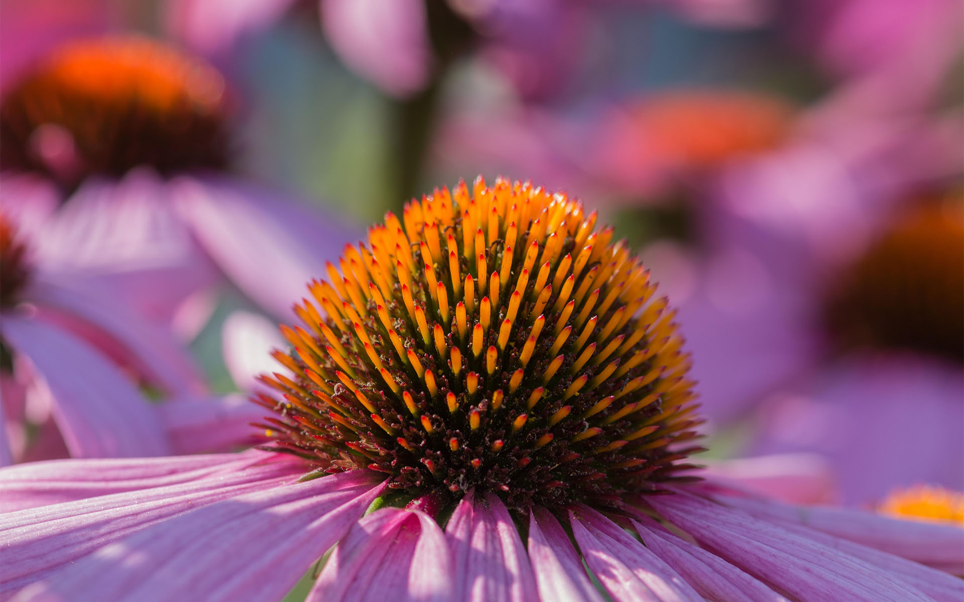 清新淡雅,,清新,粉嫩,松果菊