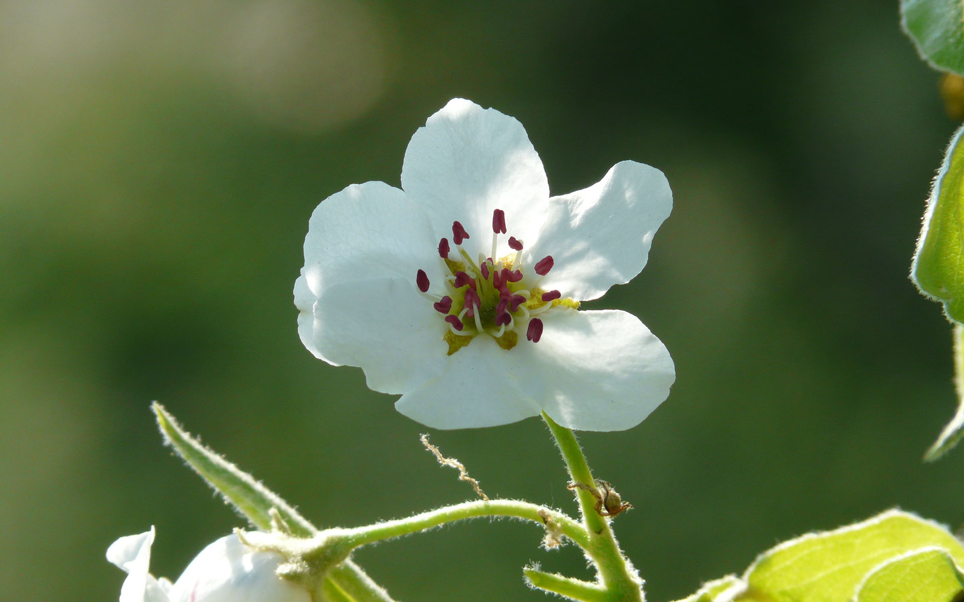 清新淡雅,,梨花,唯美,,洁白