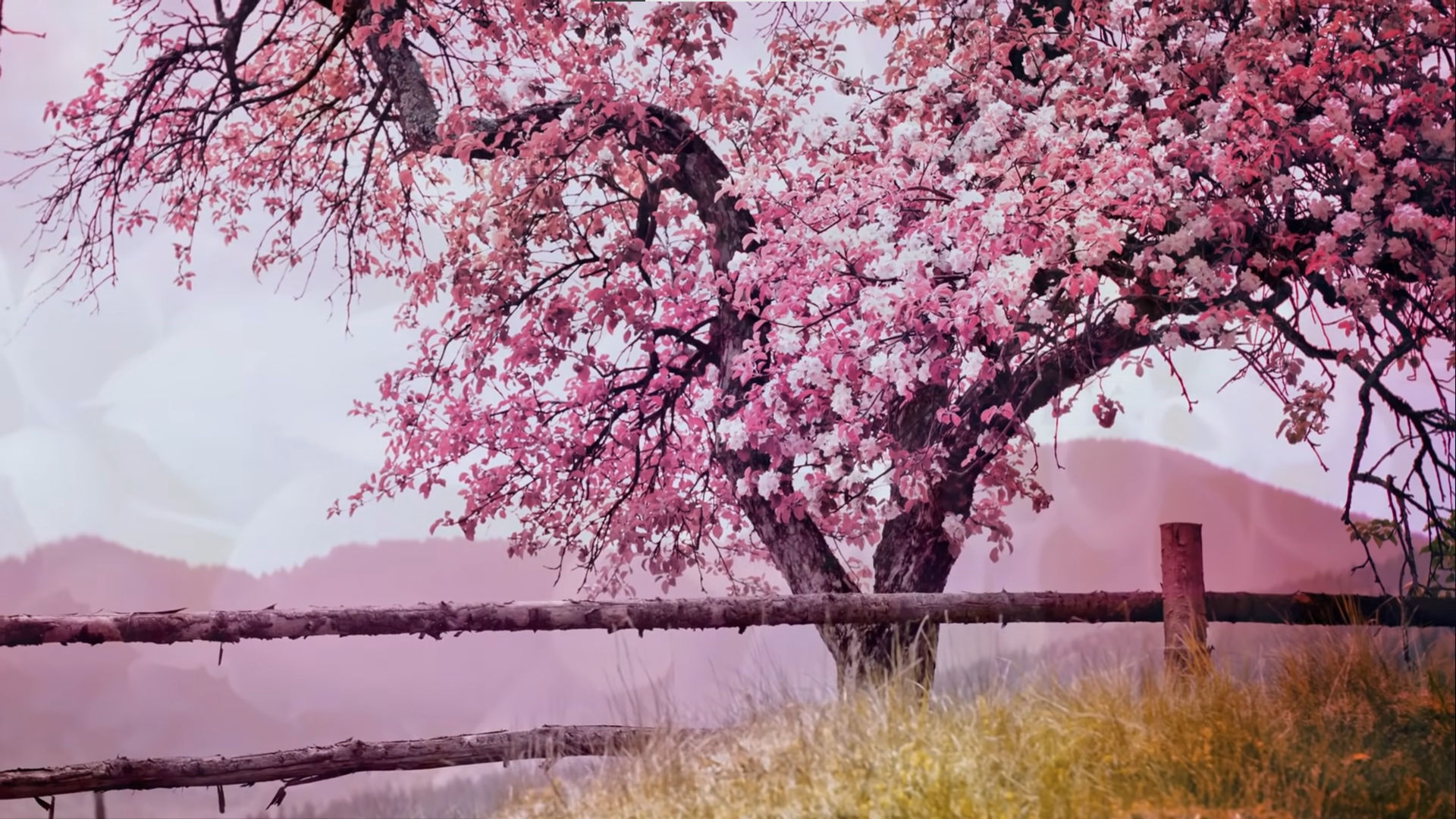 娇艳欲滴,樱花,鲜艳