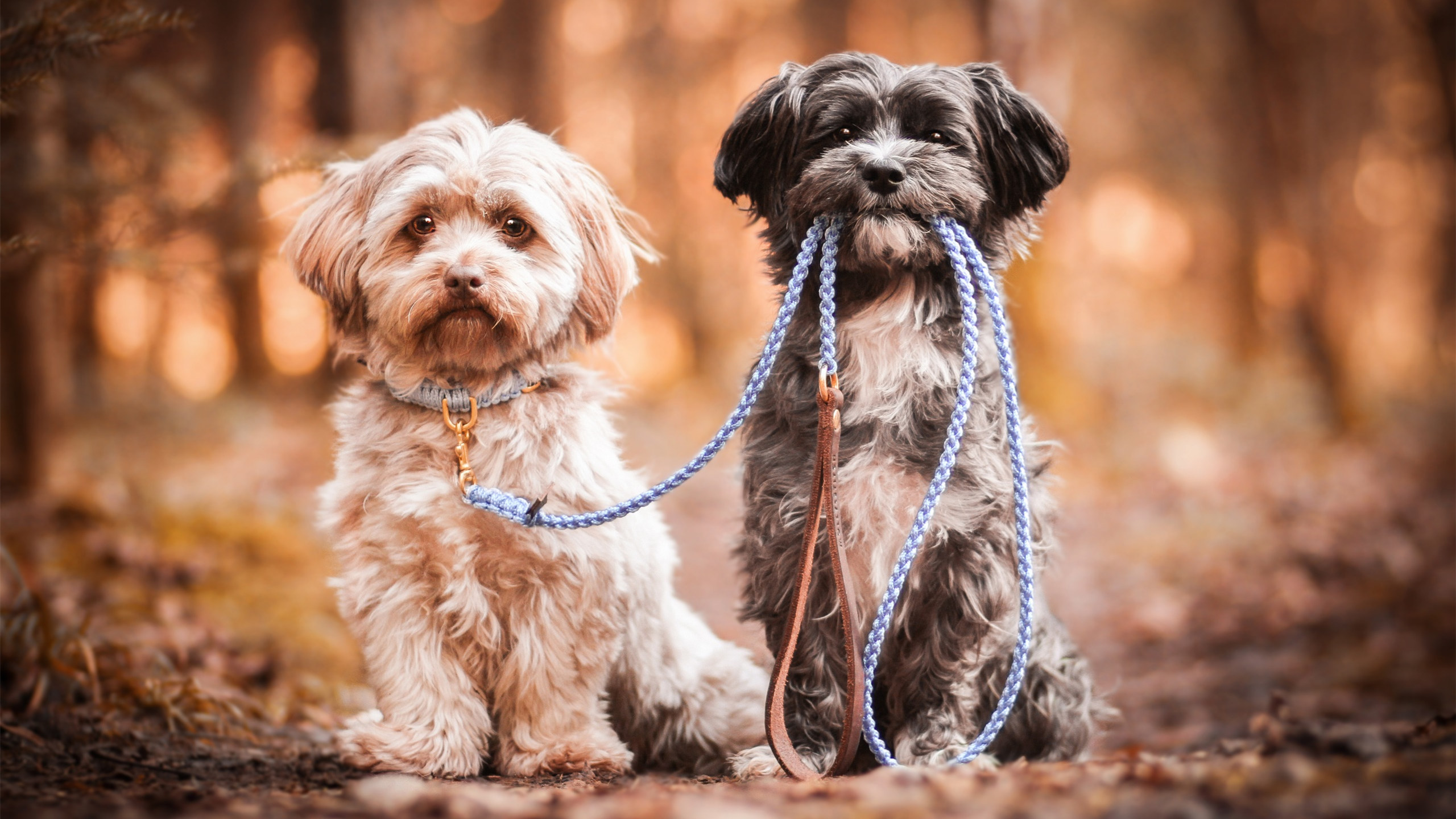 汪星人,泰迪,狗狗,狗绳,两只狗