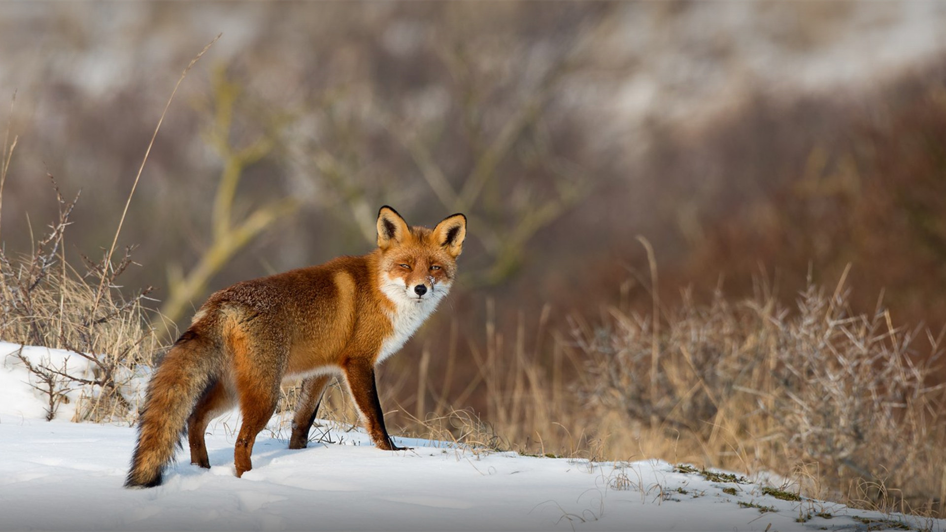 野生动物,雪狐,狐狸