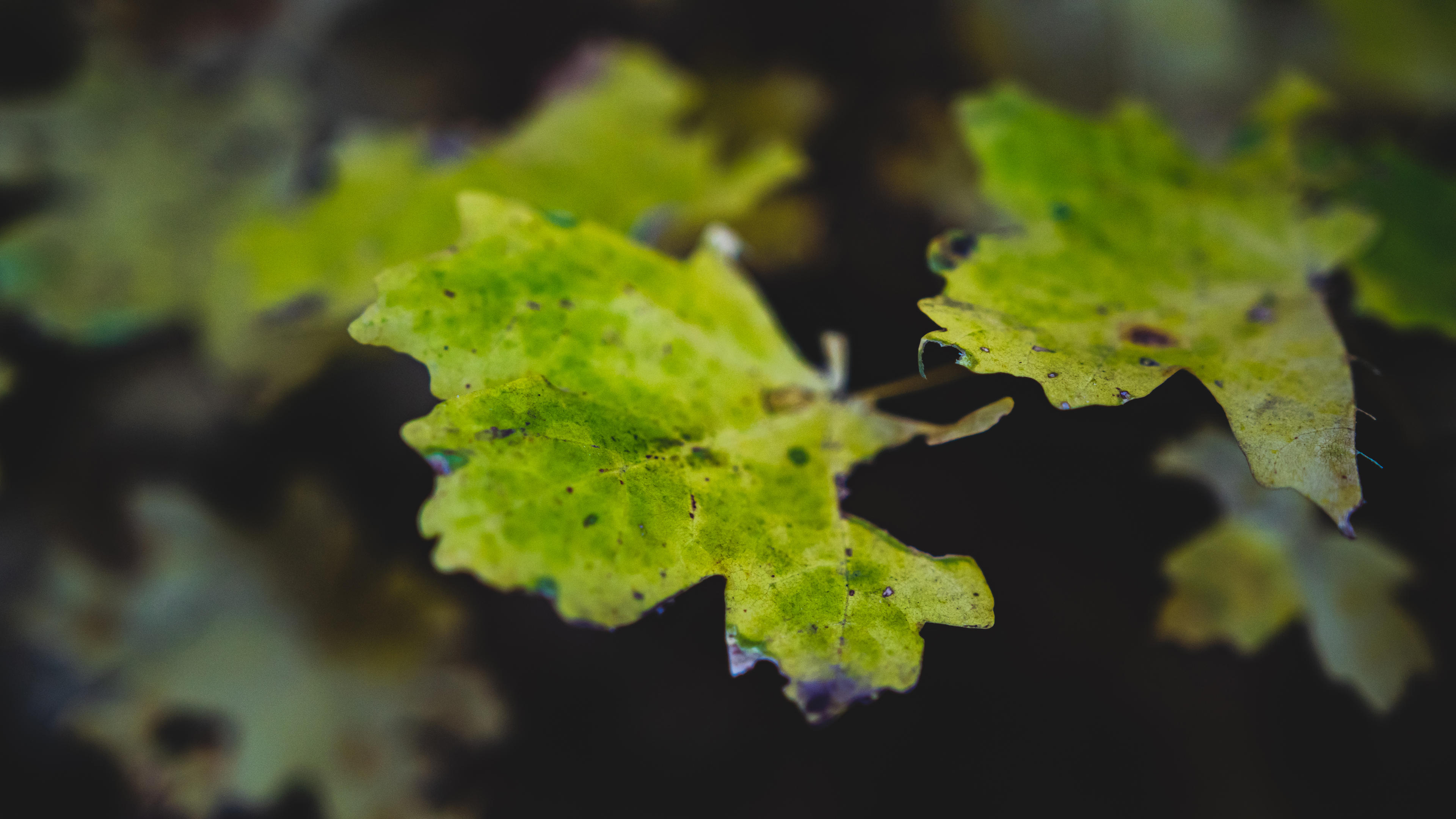 护眼壁纸,树叶,枯叶,写真