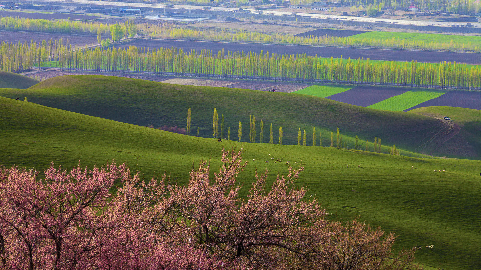 自然风光,新疆,新原野,杏林,美景