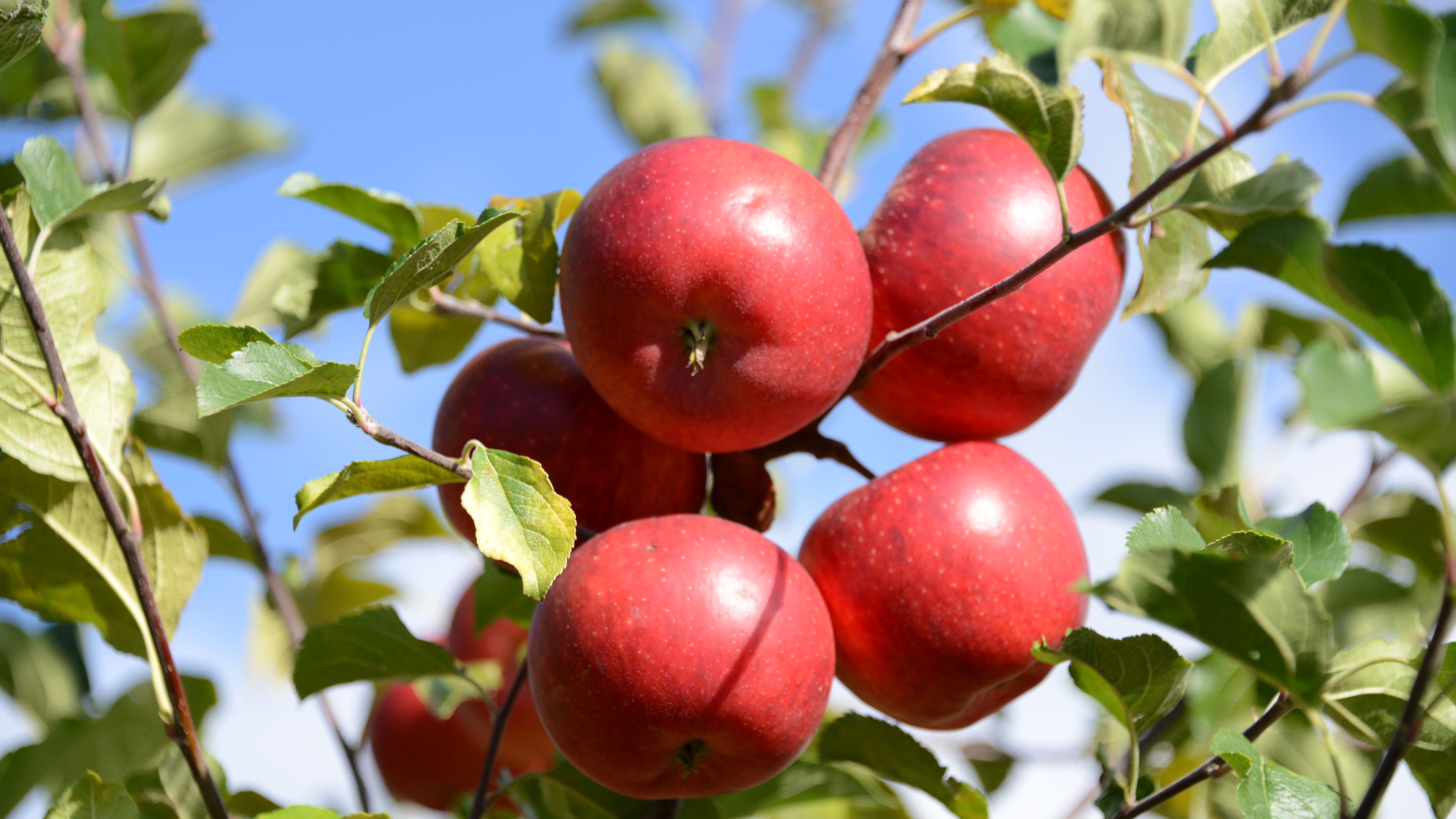 动感水果,苹果,苹果树,红苹果