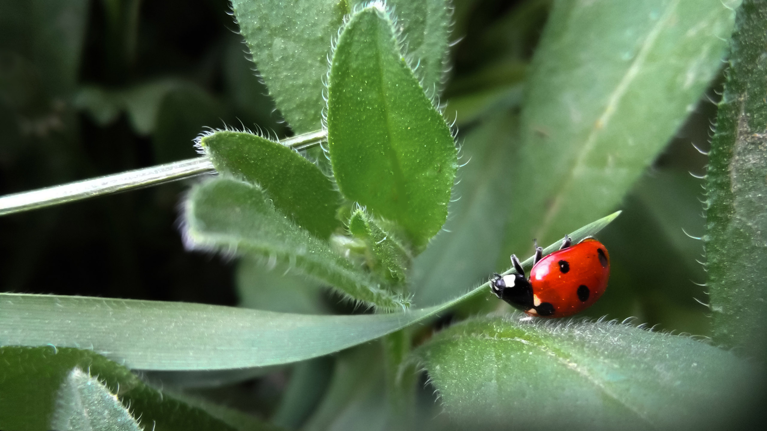 护眼壁纸,瓢虫,昆虫,树叶