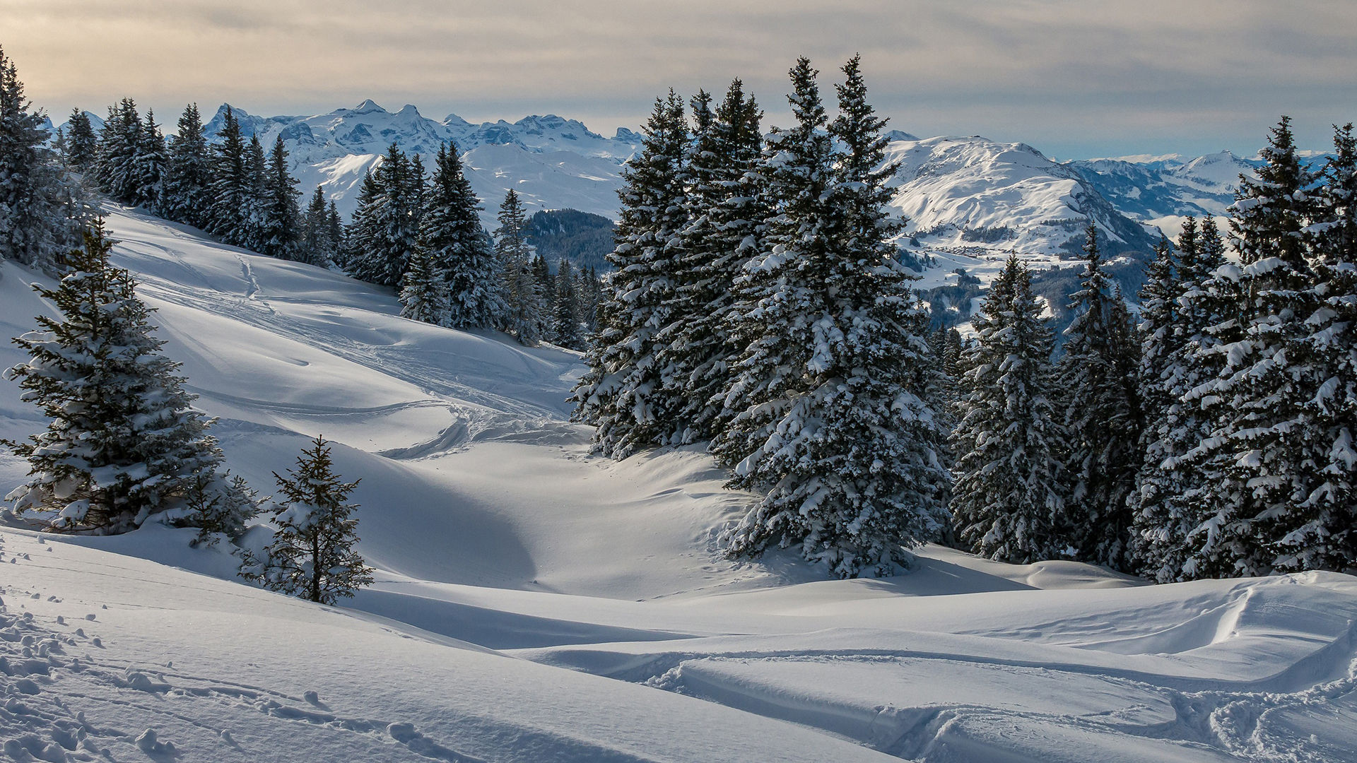 冰天雪地,雪山,柏树,雪场,树林
