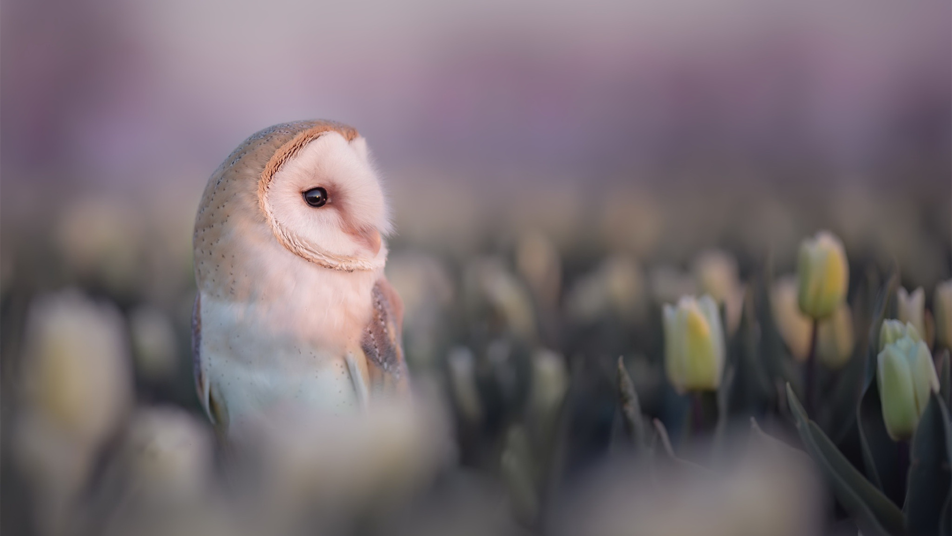 小鸟天地,猫头鹰,魔法,花丛