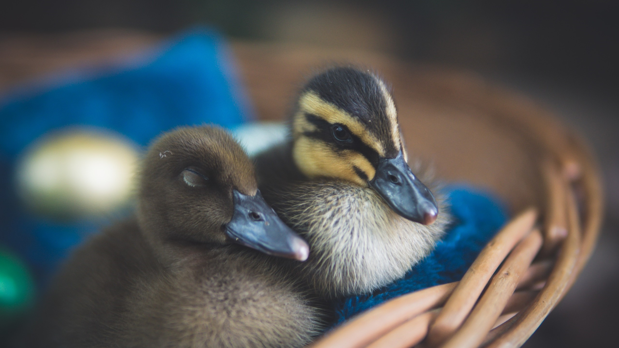 小鸟天地,鸭子,鸭宝宝,黑鸭