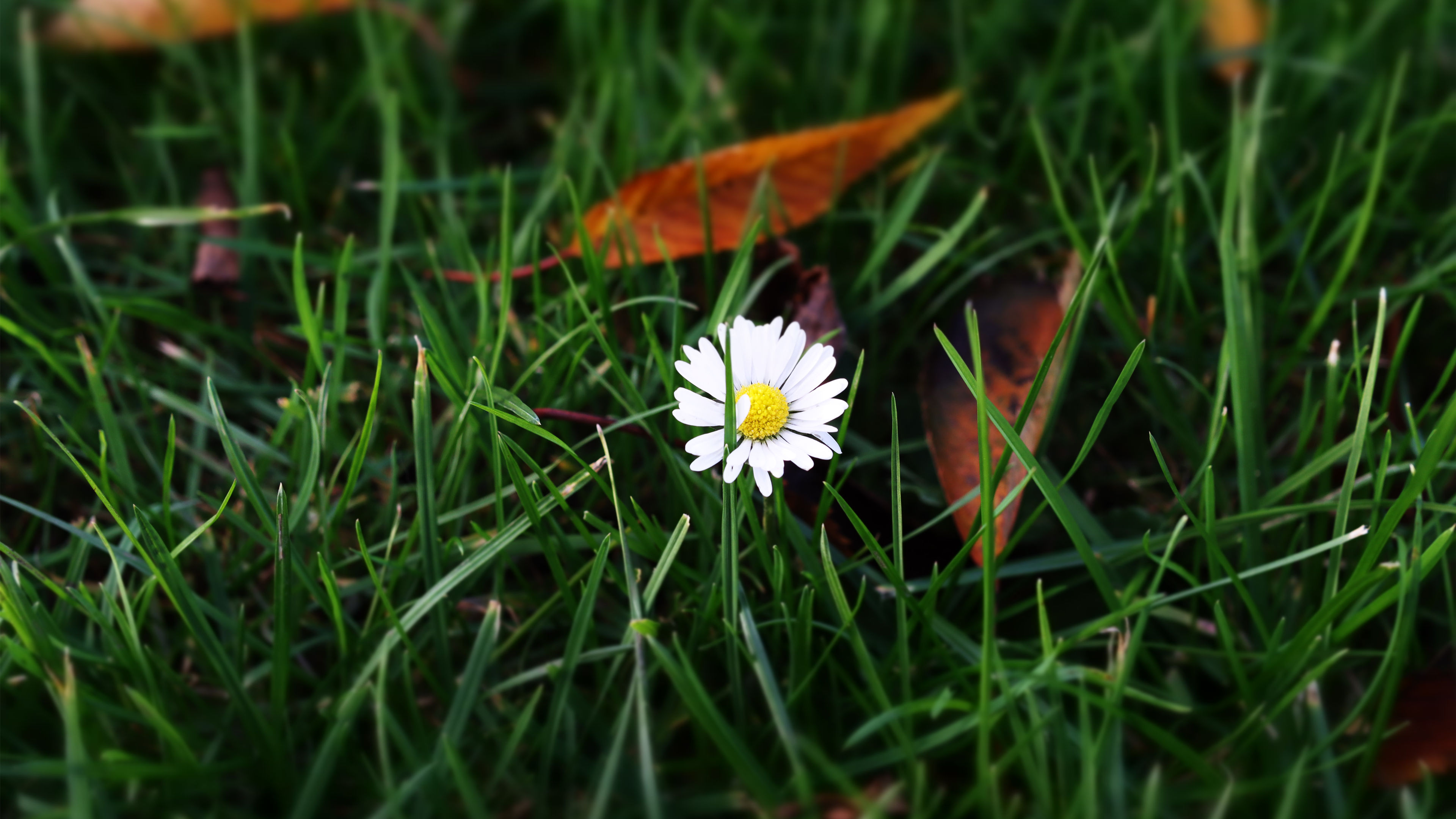 娇艳欲滴,小野花,雏菊,草地,落叶