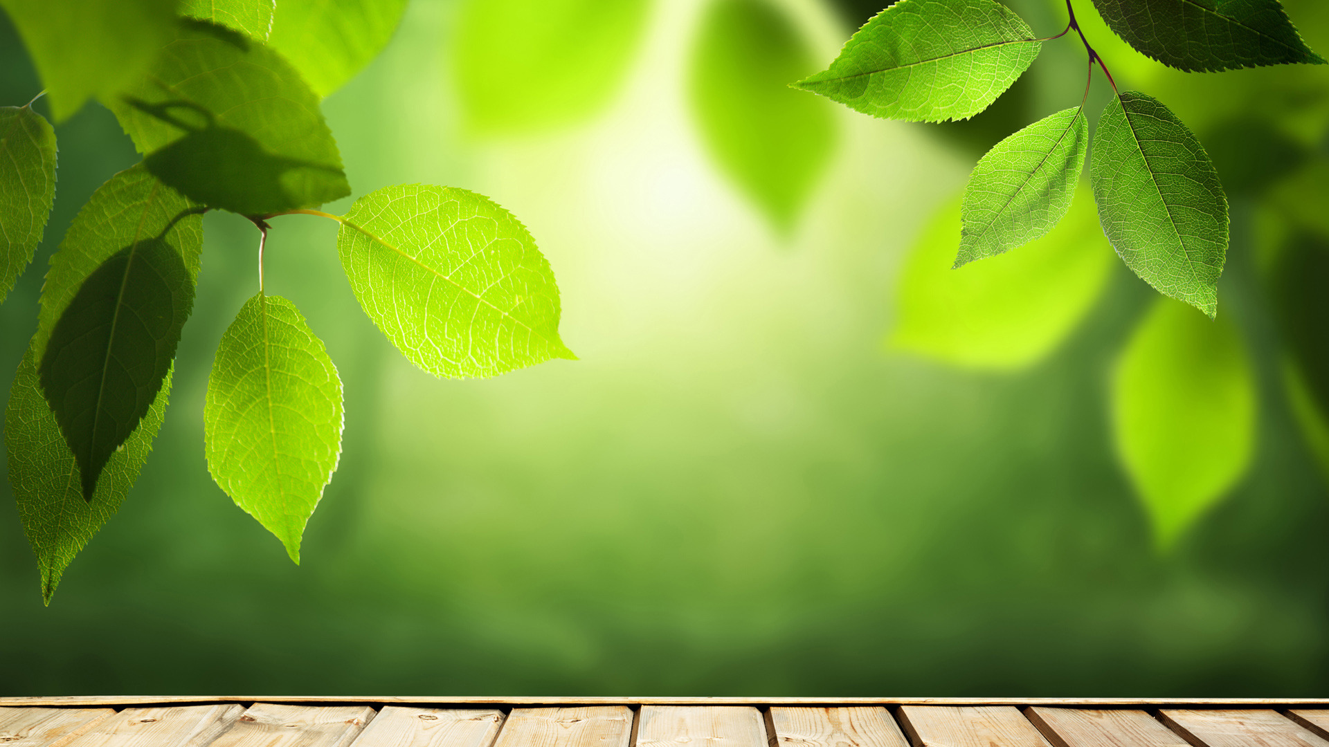 护眼壁纸,树叶,阳光,光影