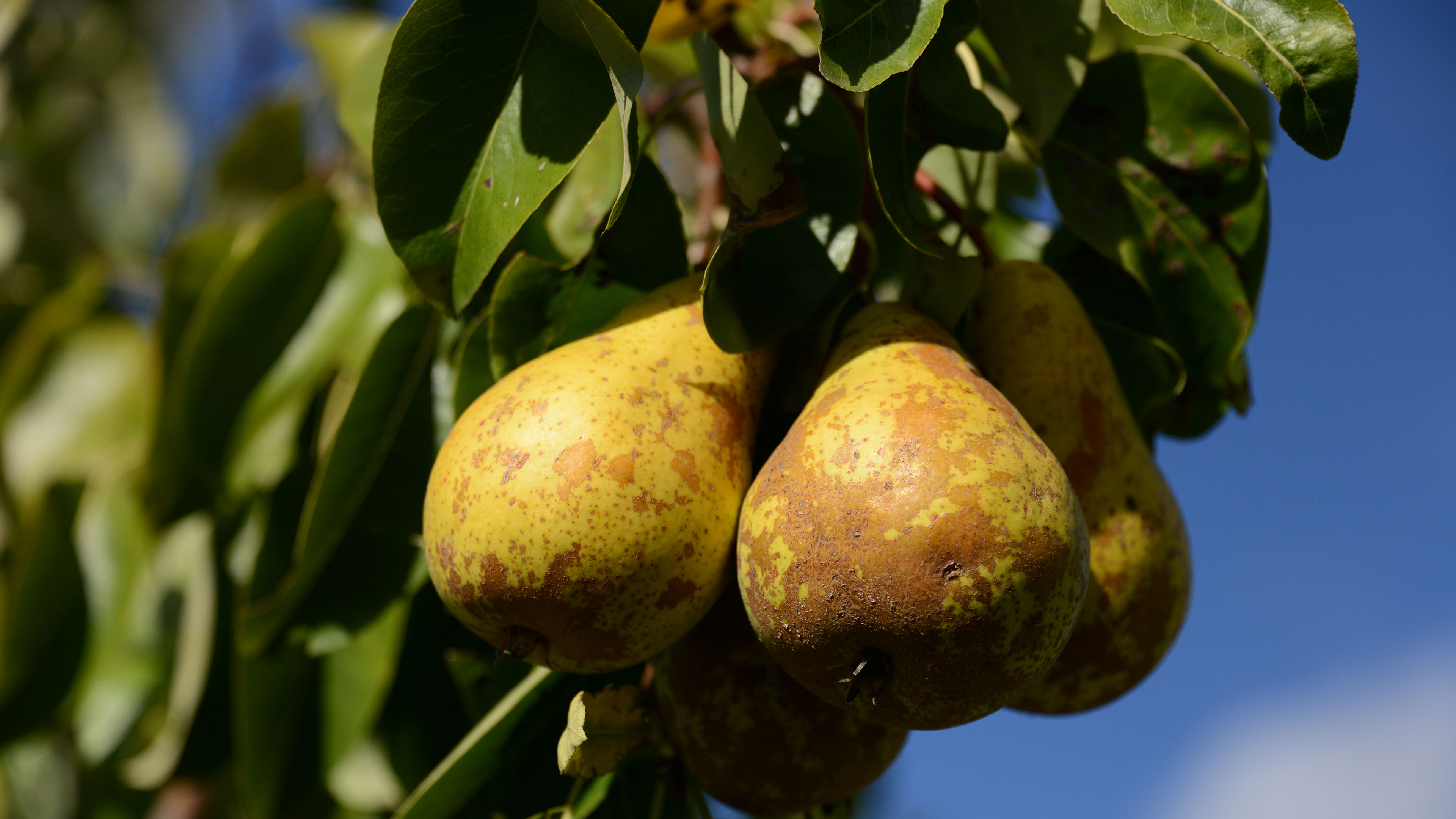 动感水果,梨子,梨树