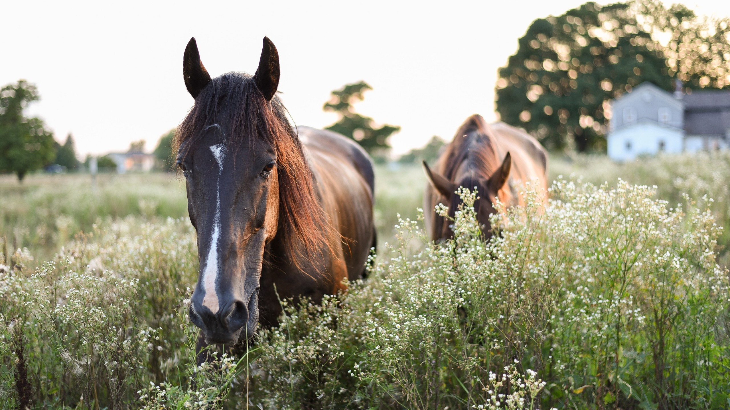 野生动物,马,骏马,庄园,花田