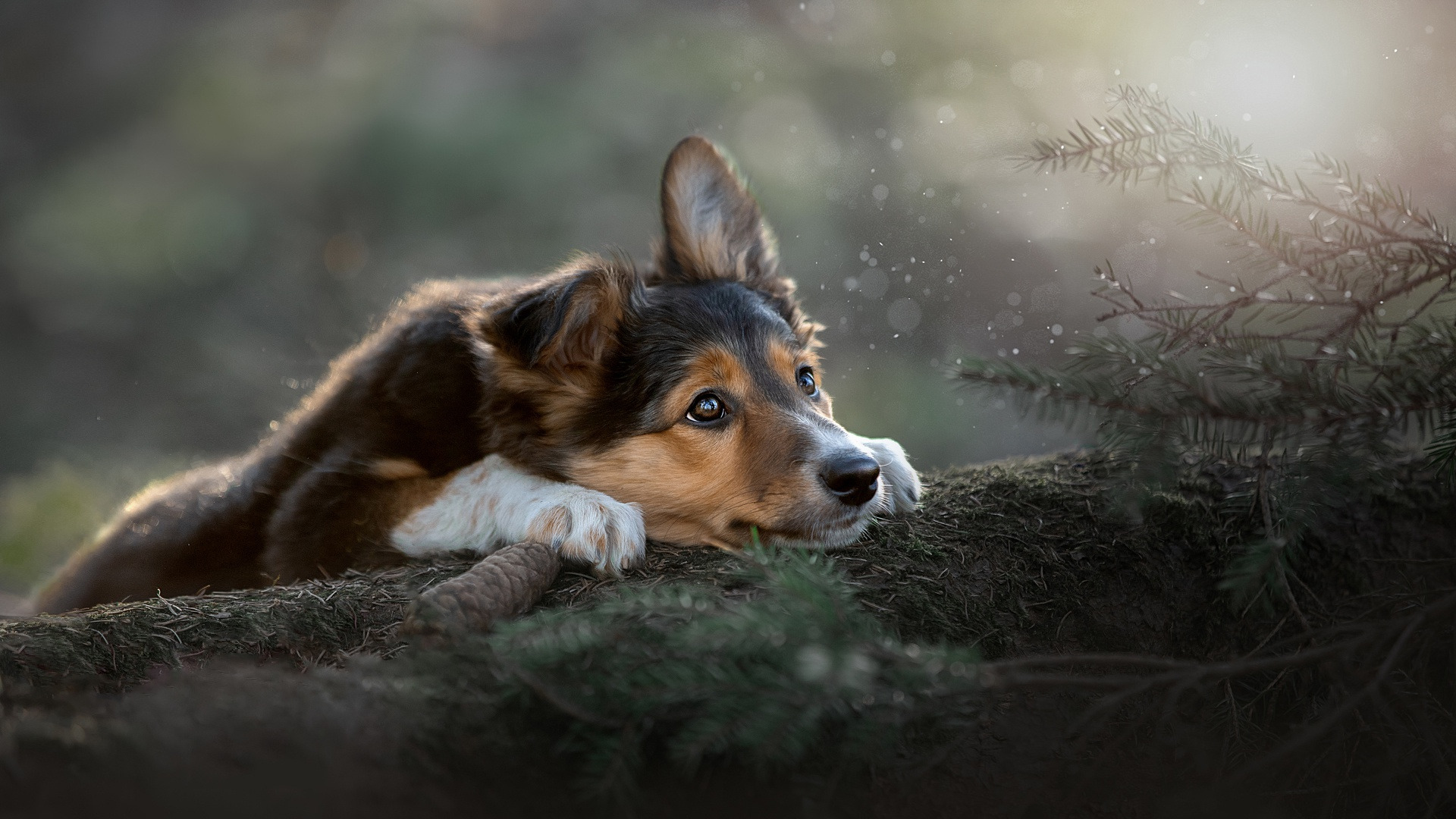 汪星人,可爱,狗狗,光影