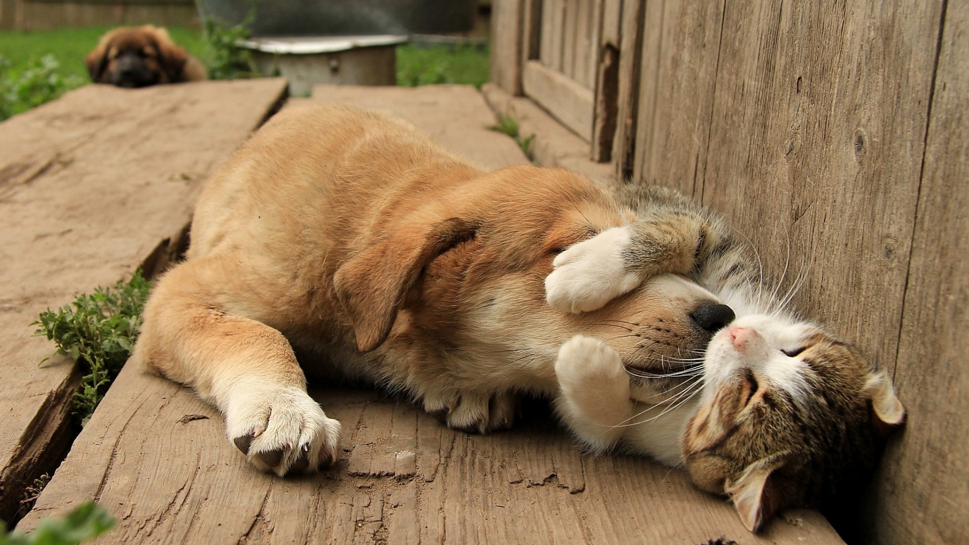 古灵精怪,狗狗,猫咪,睡懒觉