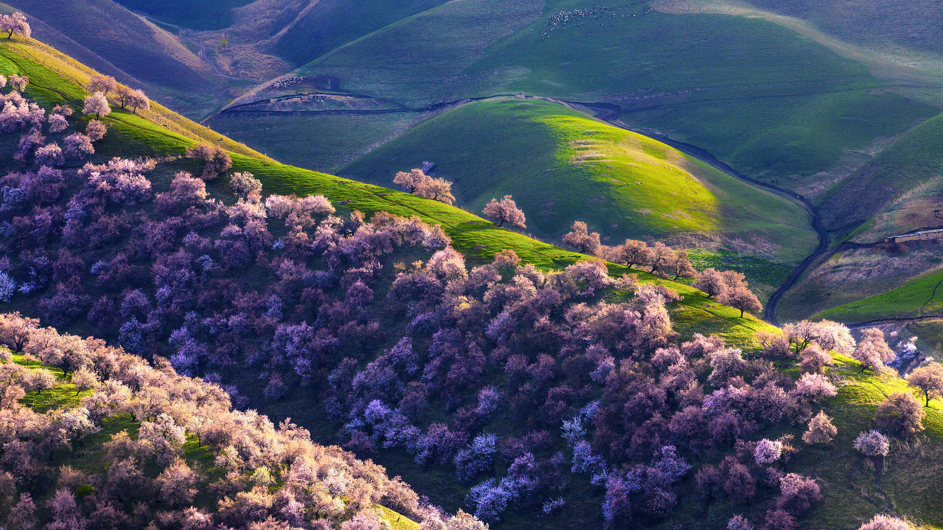 自然风光,新疆,新原野,杏林,美景