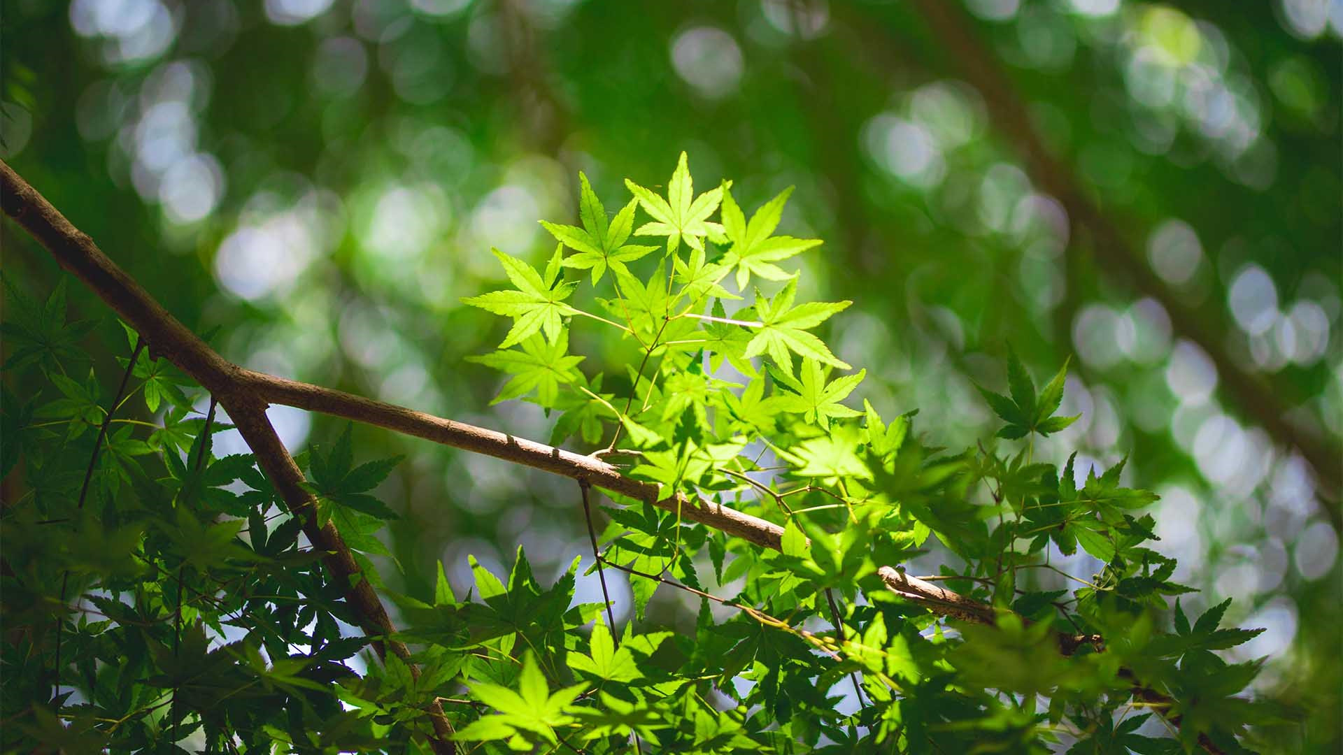 护眼壁纸,枫叶,阳光,树叶,枝头,春天,绿色