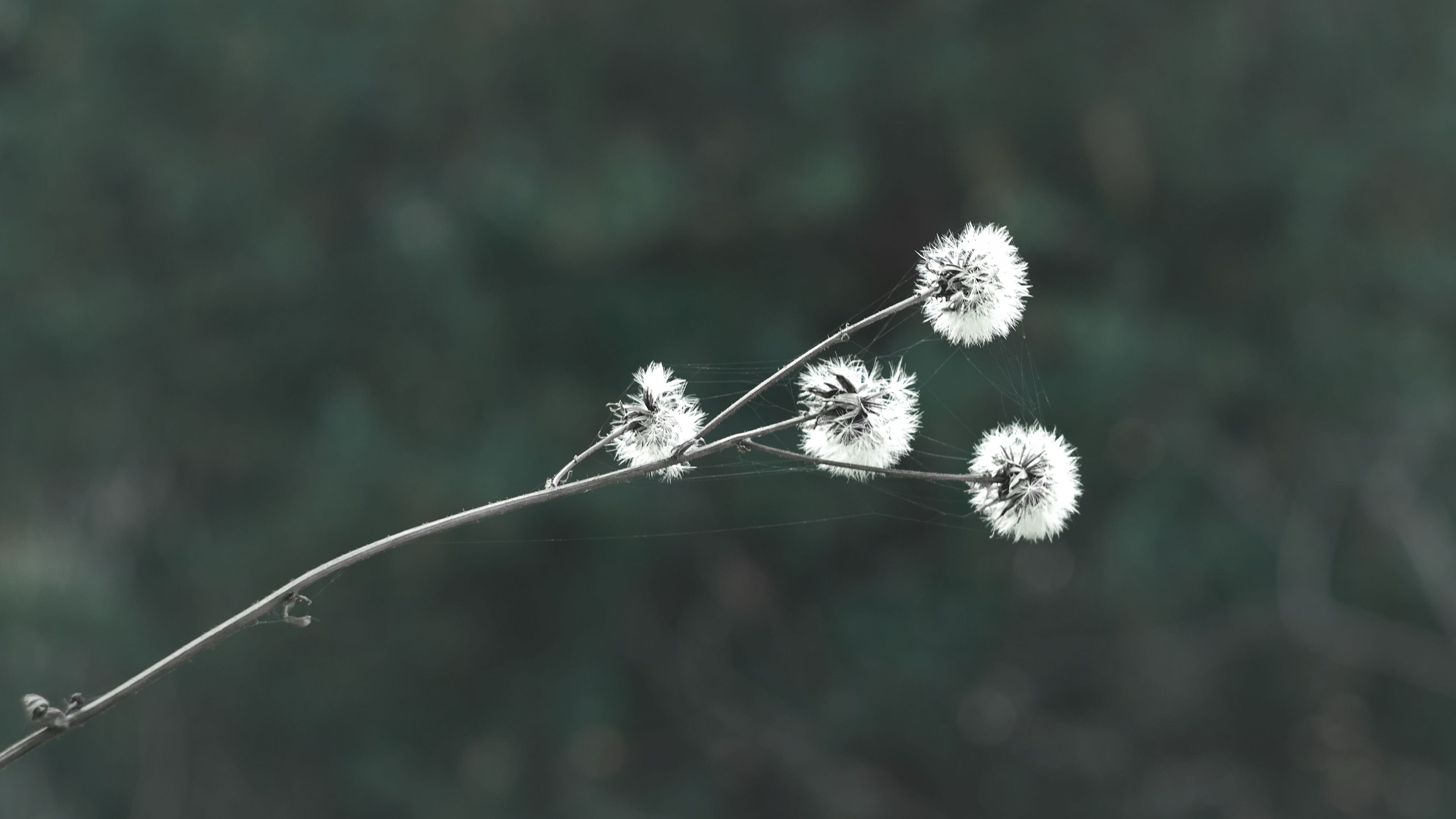 护眼壁纸,蒲公英,蜘蛛网