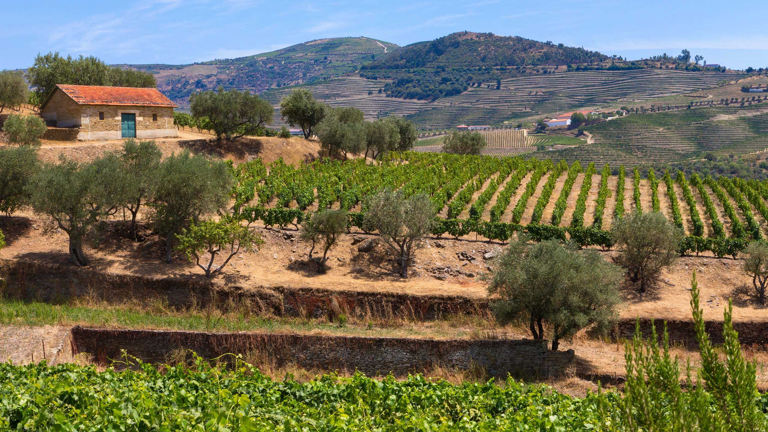 山坡,沙丘,菜地,沙地,乡下