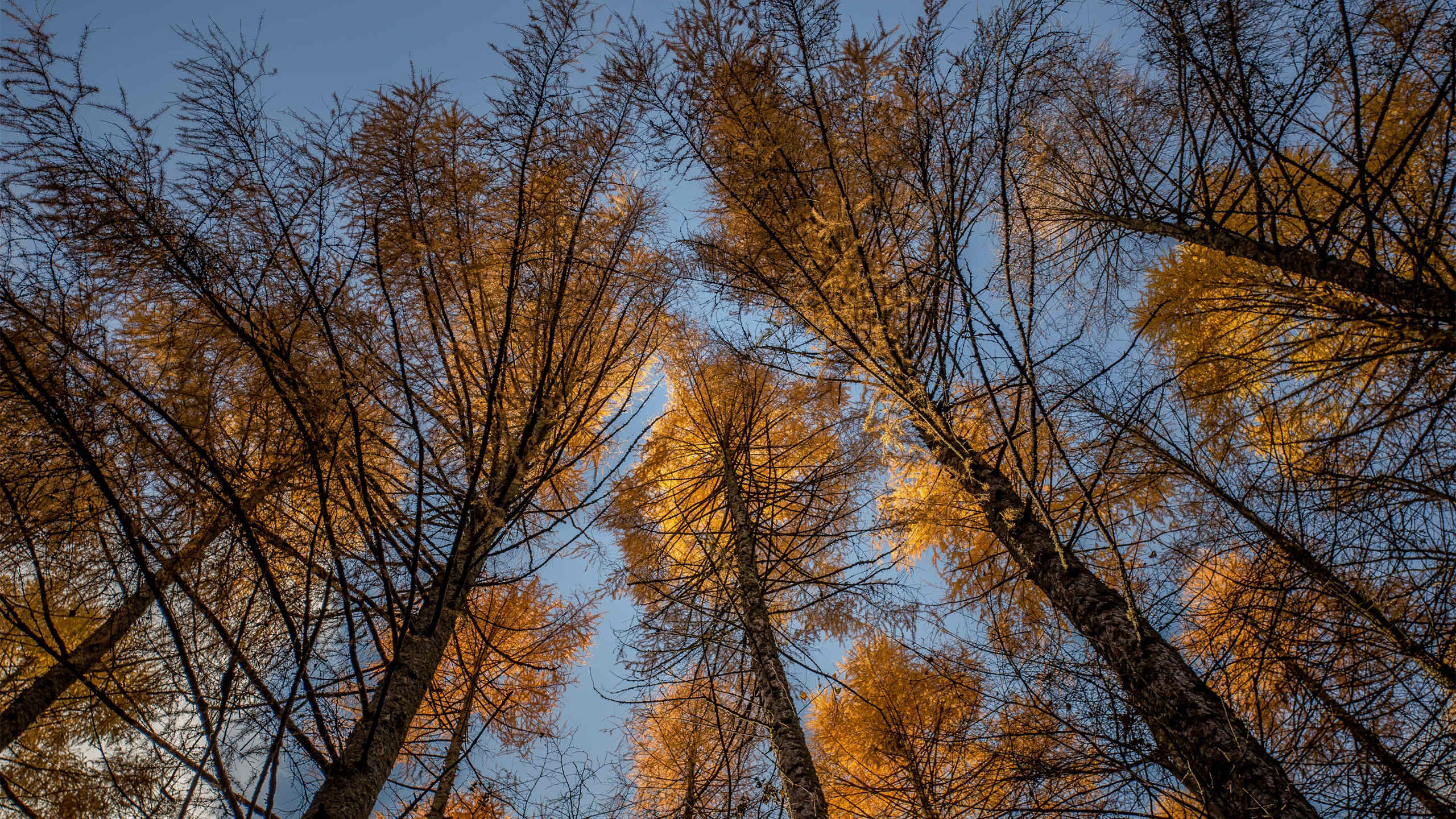 秋意正浓,树林,金秋,树梢,仰望