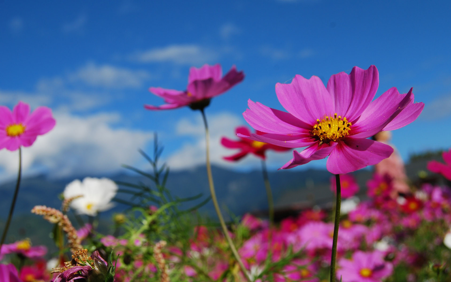 娇艳欲滴,花海,鲜花,花丛