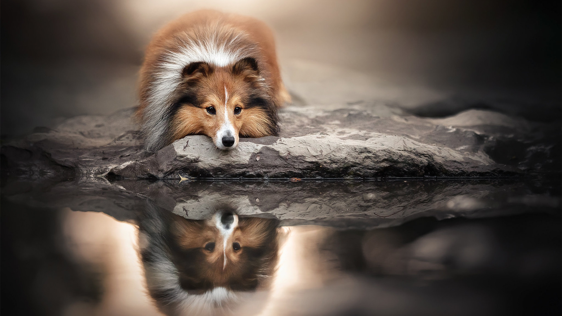 汪星人,倒影,金毛犬,虚景,牧羊犬