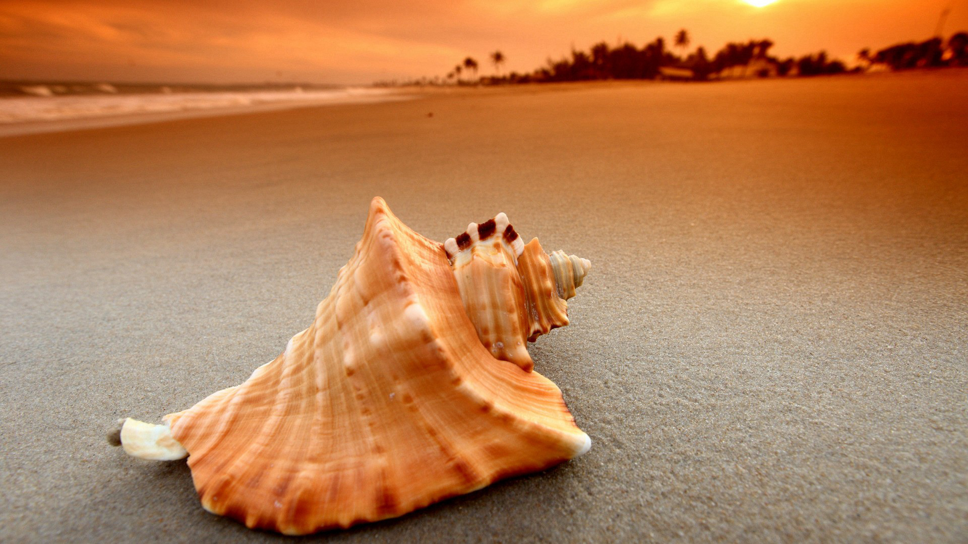 海洋天堂,海螺,沙滩,黄昏,海浪