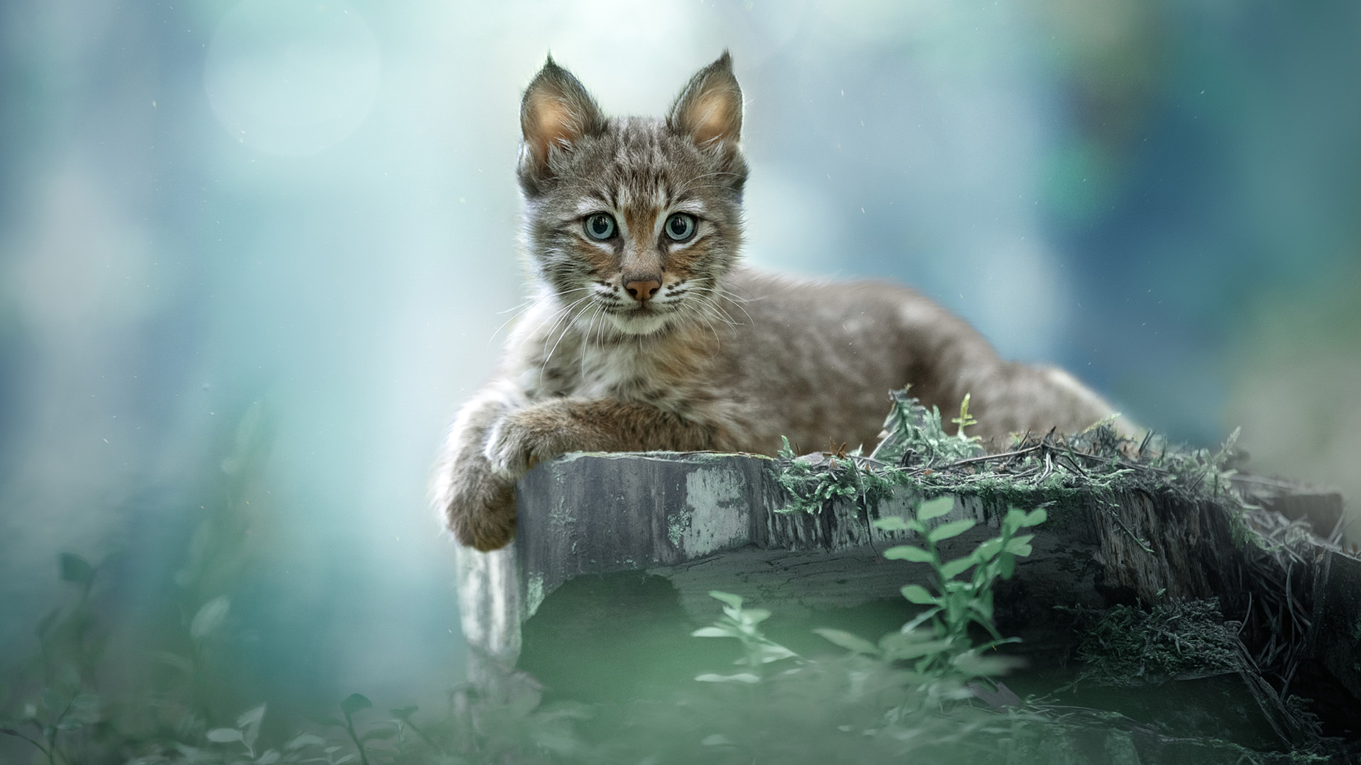 猫星人,豹猫,猫咪,休憩