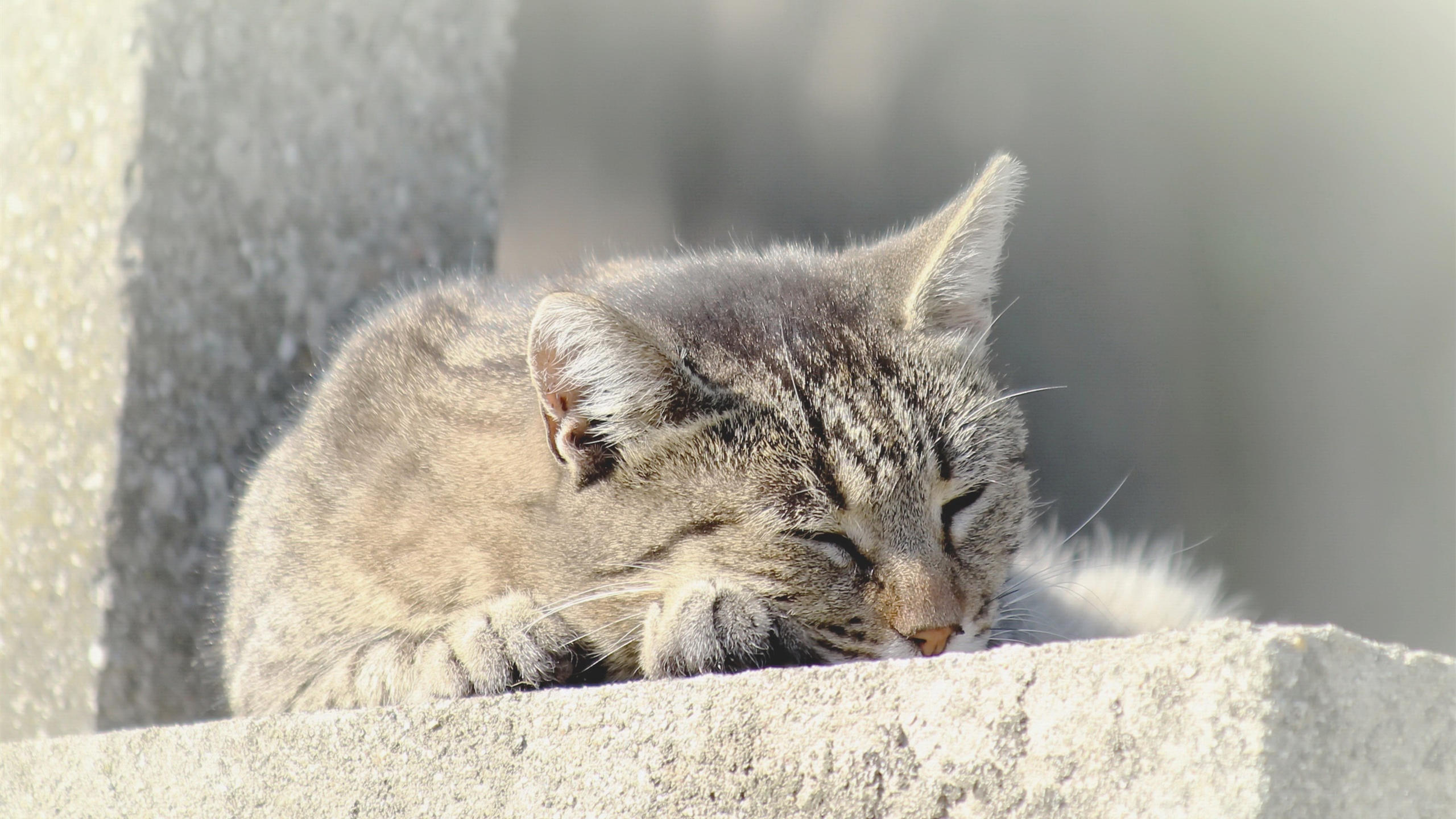 喵星人,猫咪,睡懒觉,可爱