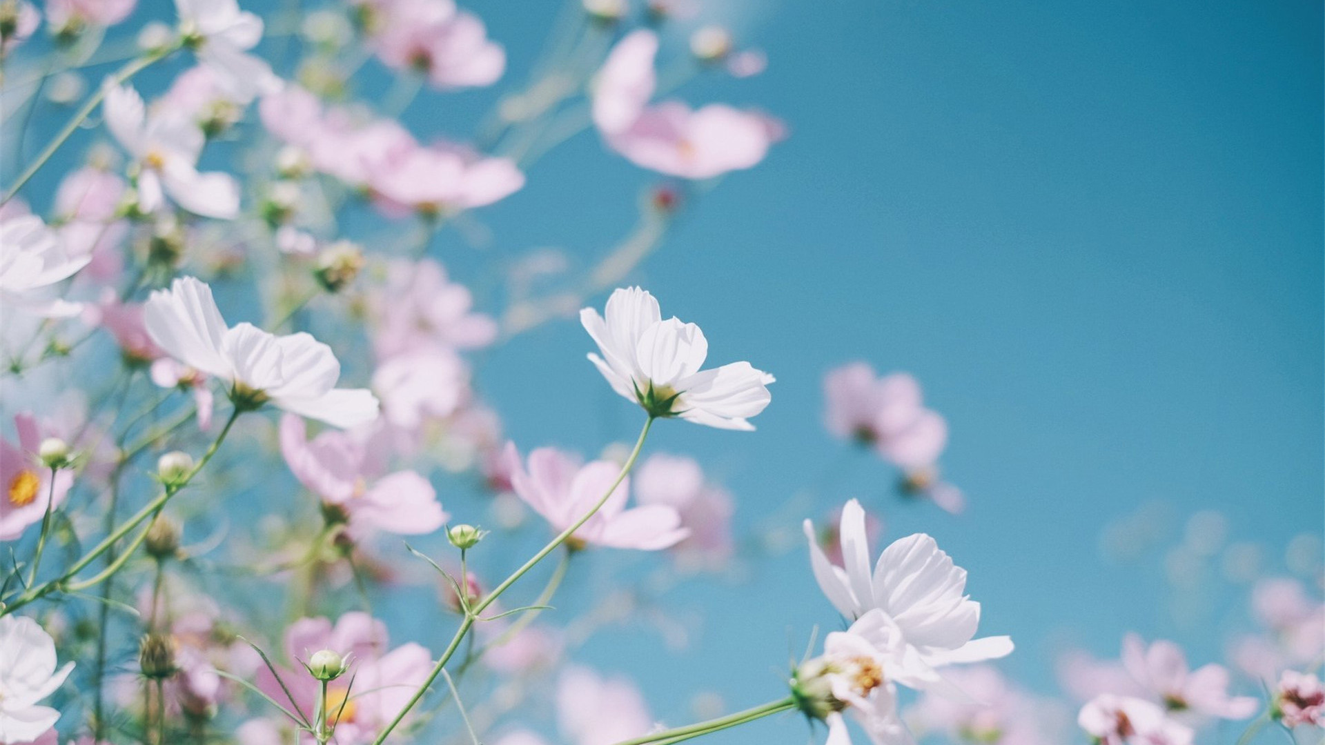 鸟语花香,花丛,小野花,花园