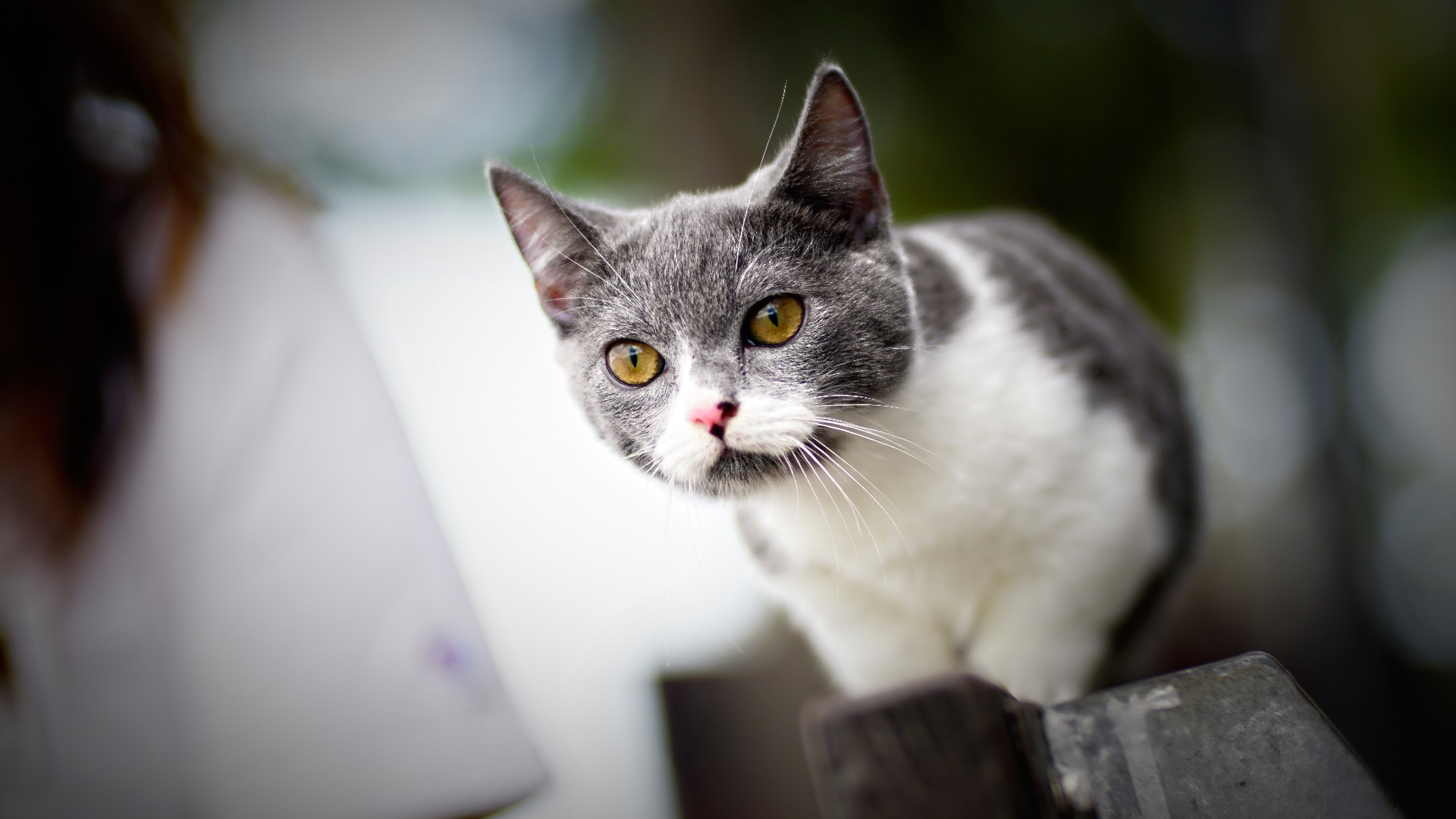 喵星人,猫咪,小猫,可爱动物,花猫