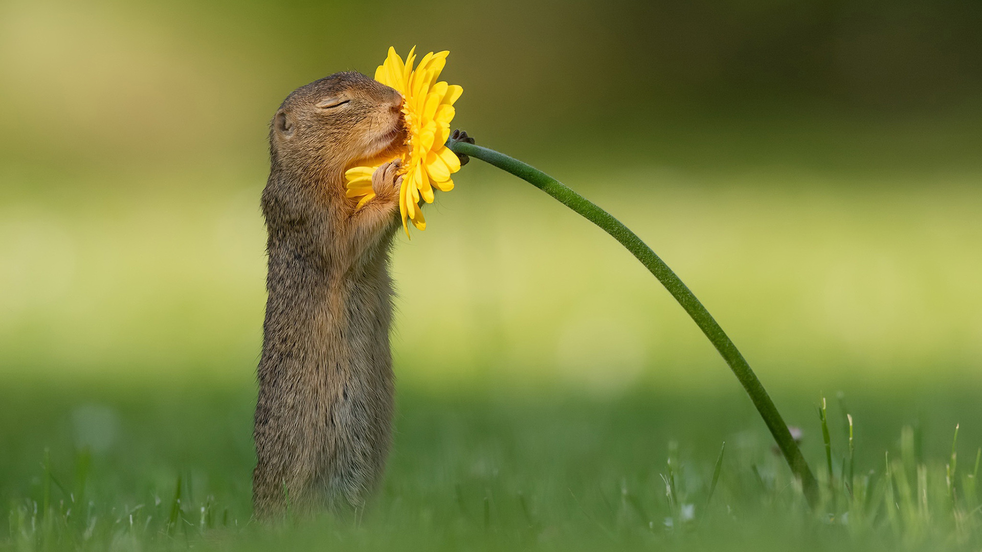 野生动物,鼹鼠,小雏菊,鲜花,草地