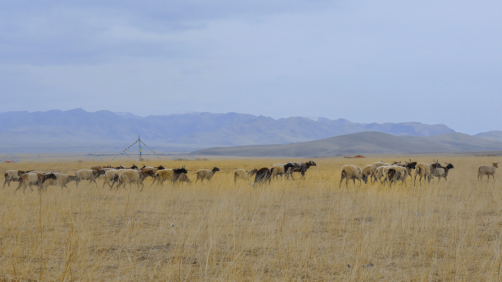 冬天,牧场,羊群,草原