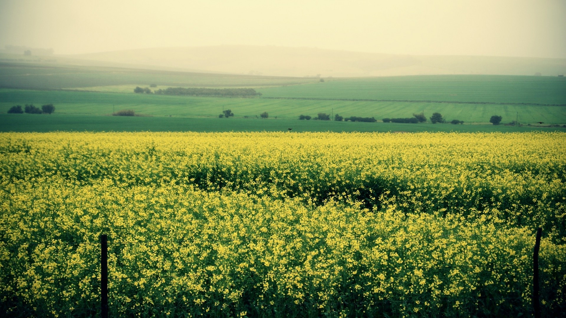 自然风光,田野,油菜花,原野
