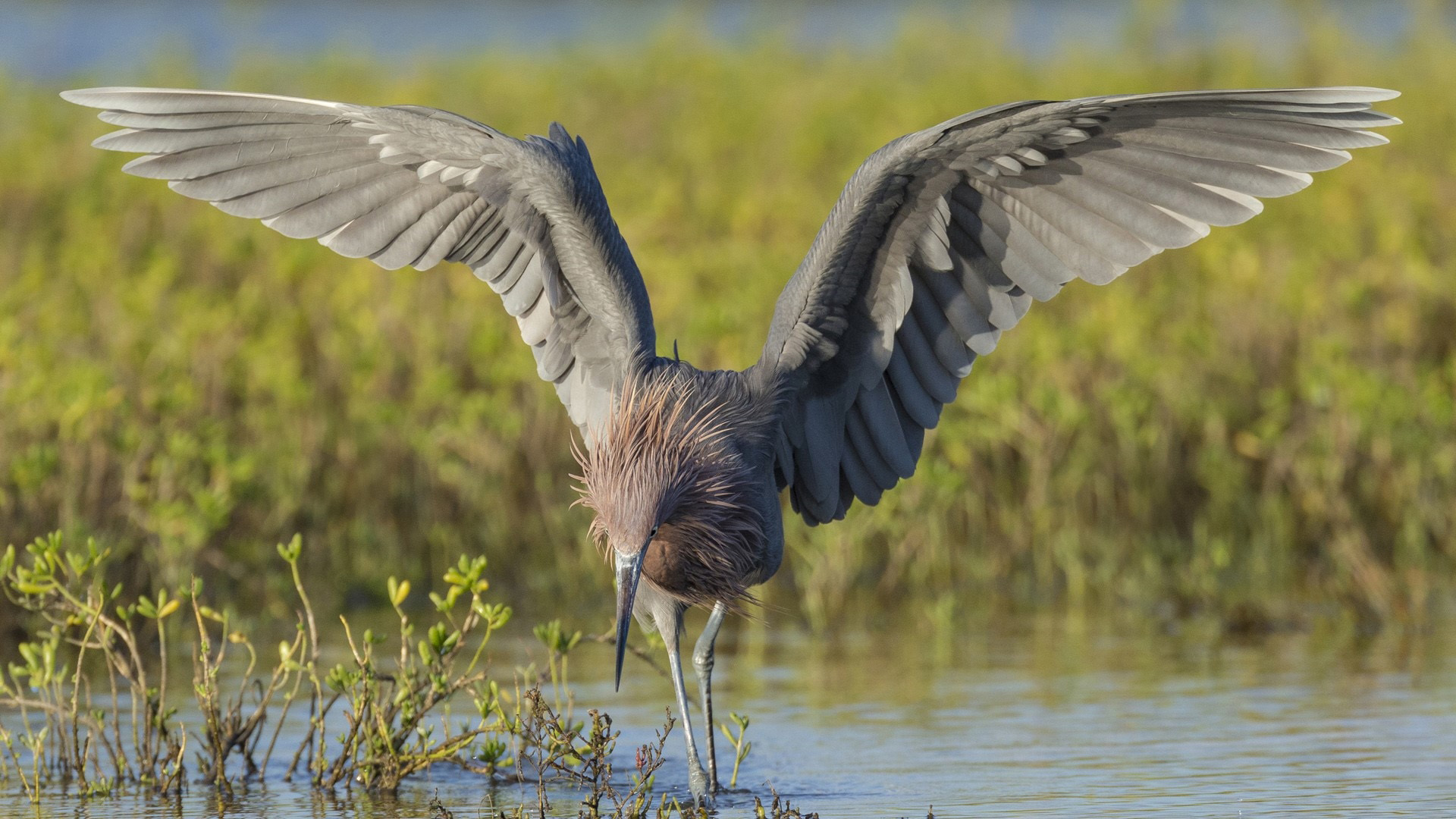 野生动物,鹤,捕鱼