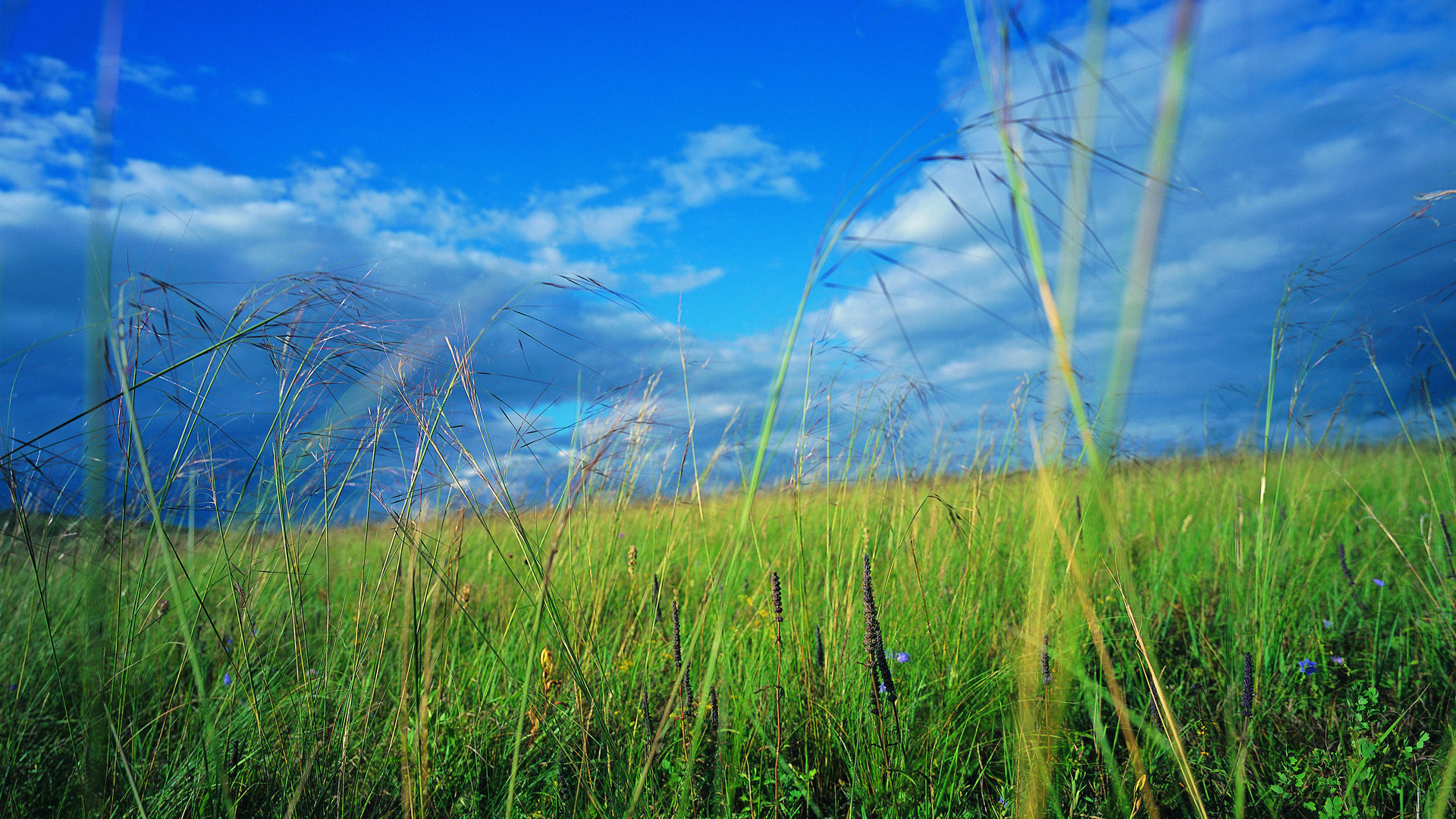蓝天白云,草原,草地,云朵,天空