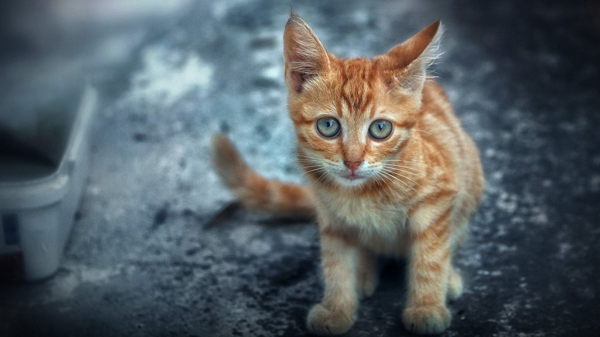 喵星人,小黄猫,猫咪,可爱