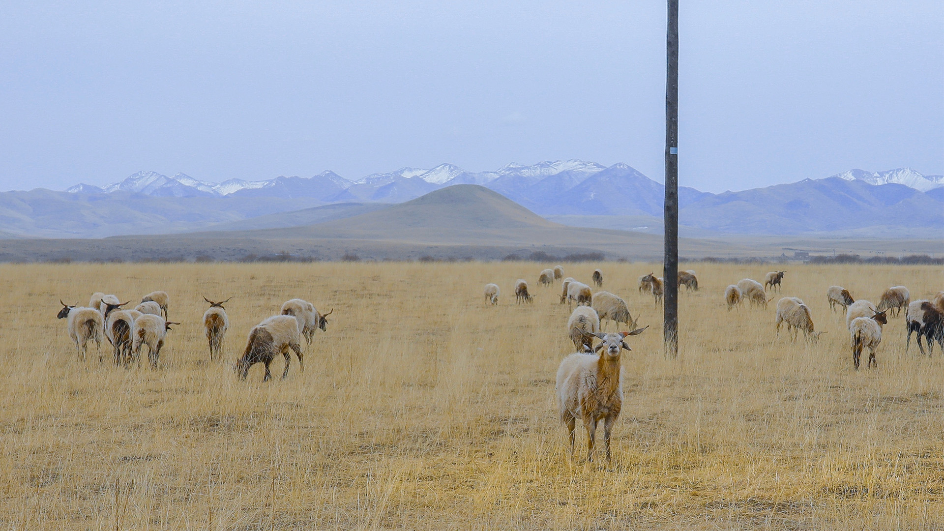 冬天,牧场,羊群,草原