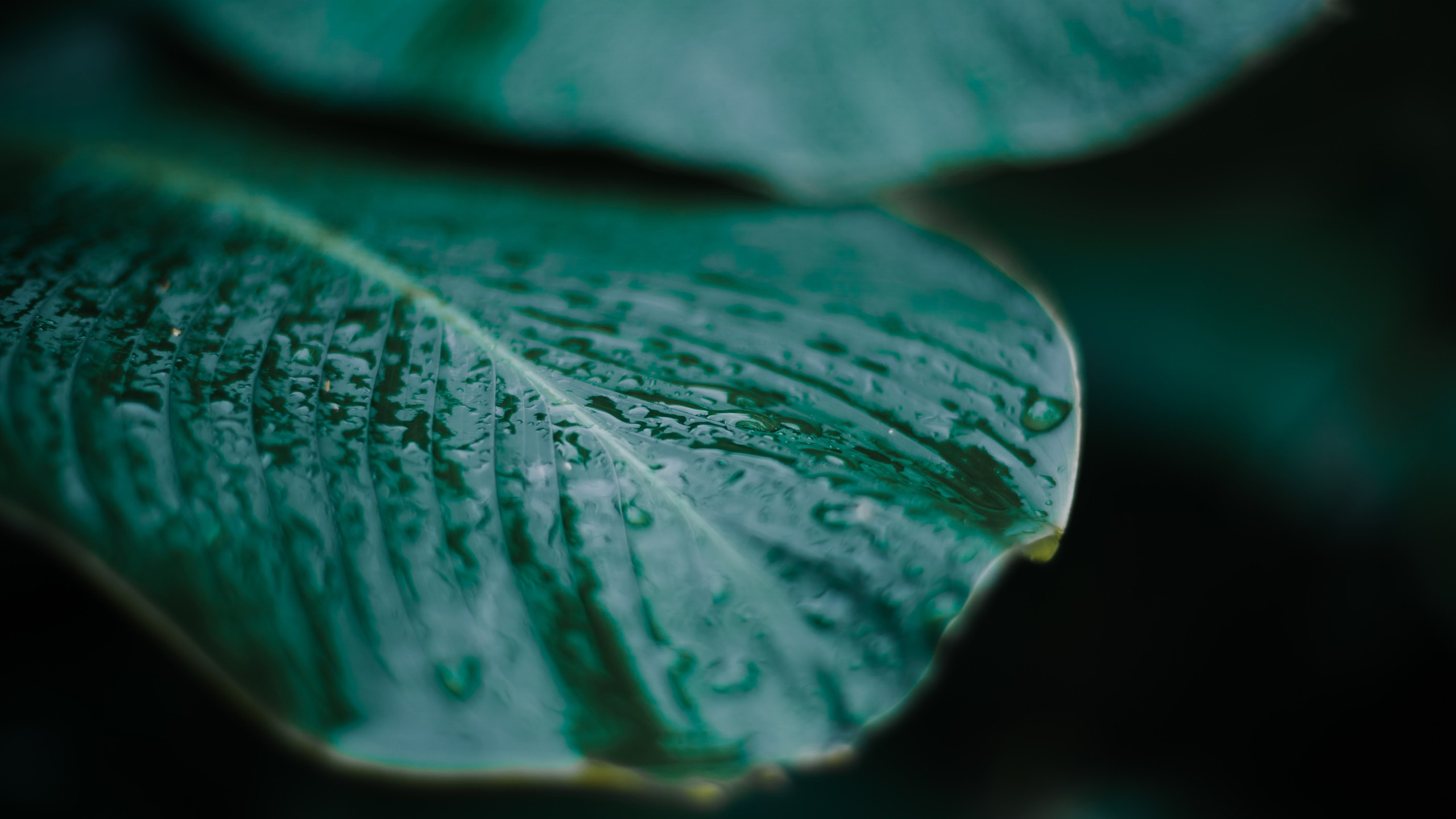 护眼壁纸,树叶,碧绿