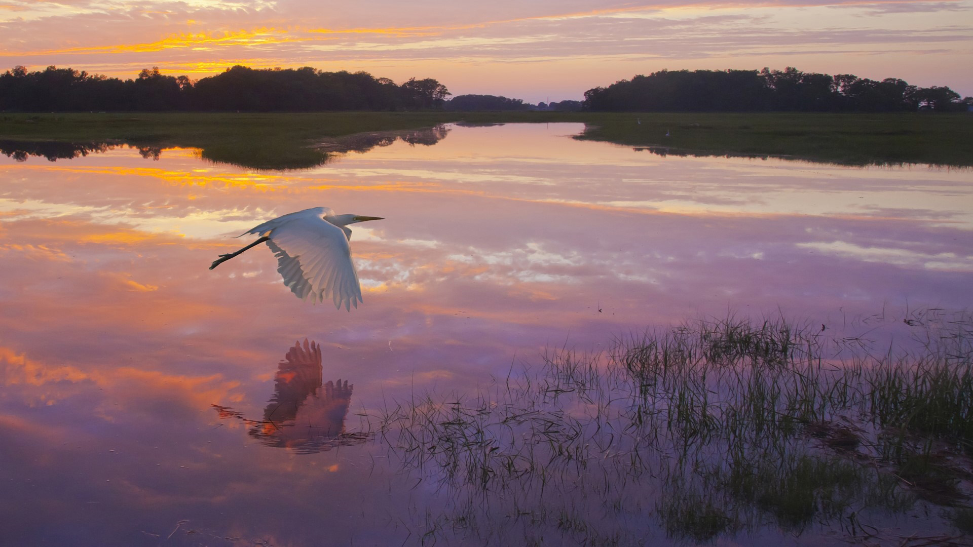 野生动物,白鹤,夕阳,飞翔