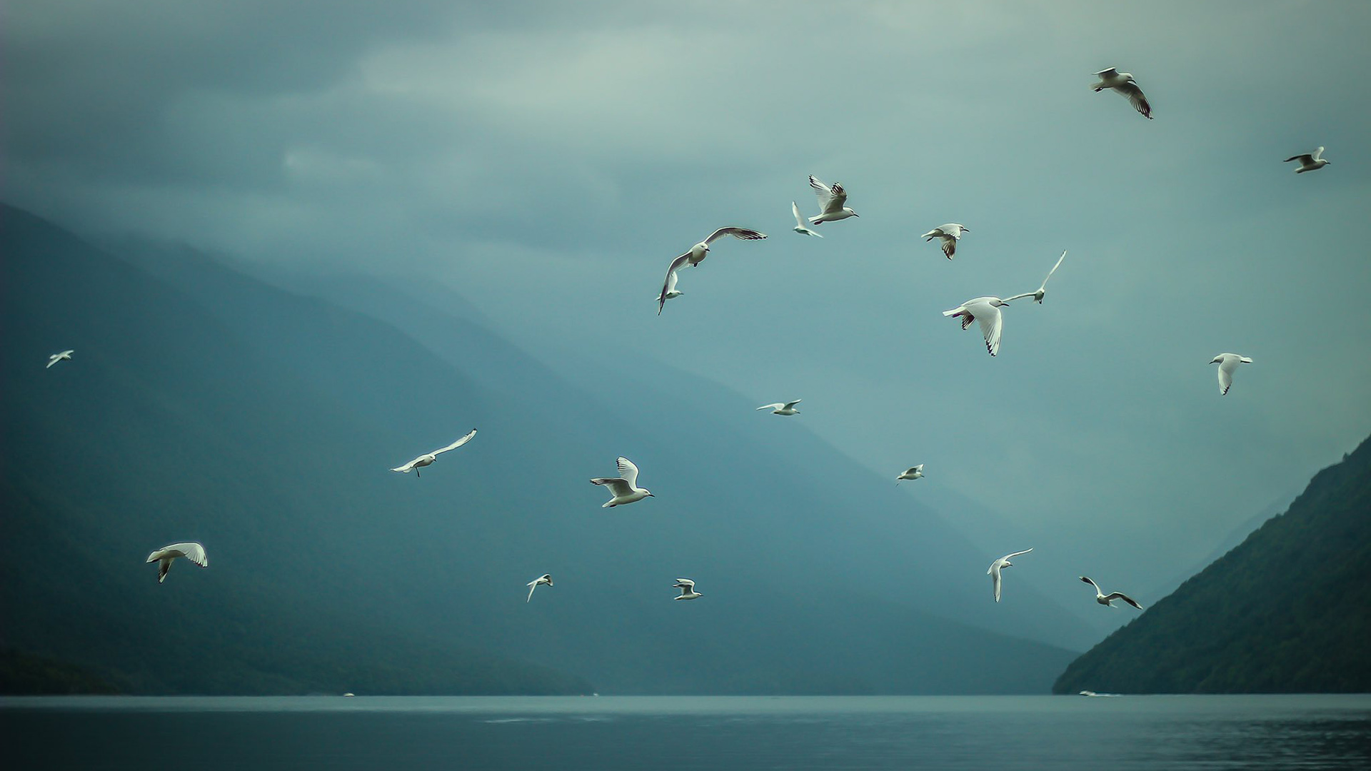 自然风光,海鸥,湖,飞鸟