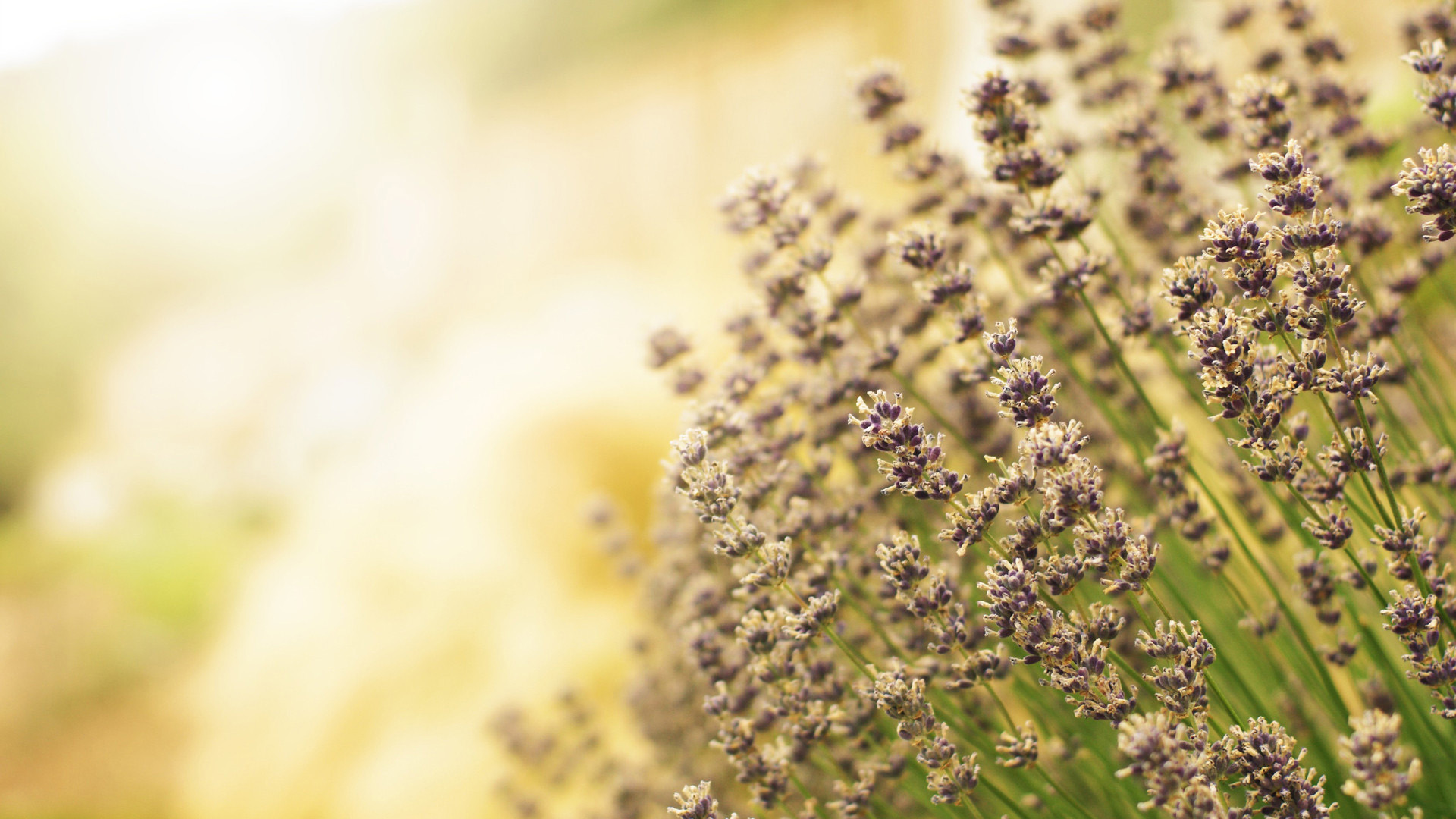鸟语花香,薰衣草