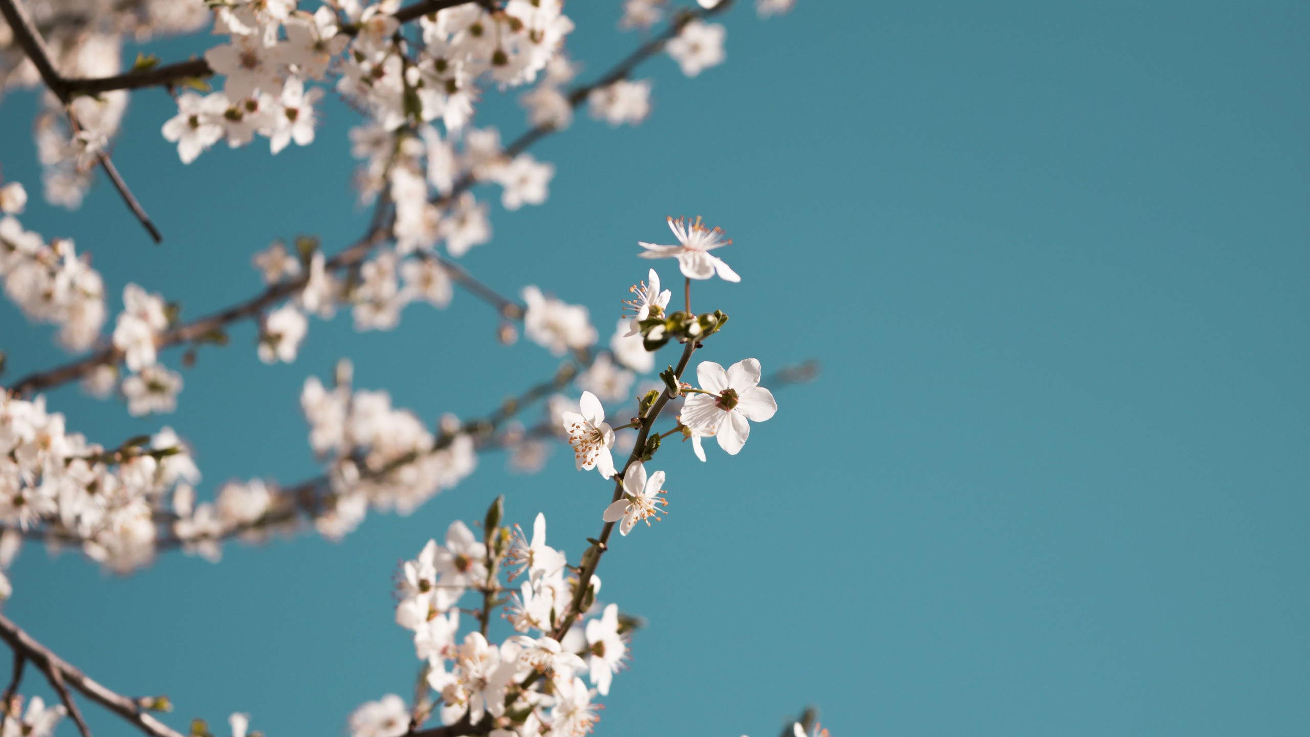 娇艳欲滴,梅花,文艺,岁寒三友