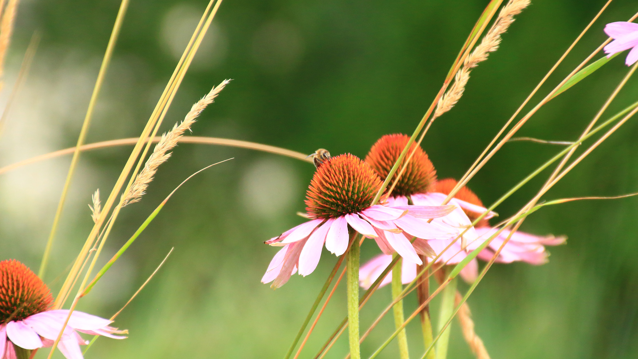 鸟语花香,野花,雏菊,芦苇